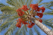 60 Graines De Palmier Vert Rouge - Pour Plantation Intérieur/extérieur - Paquet De Semences Fraîches - 8