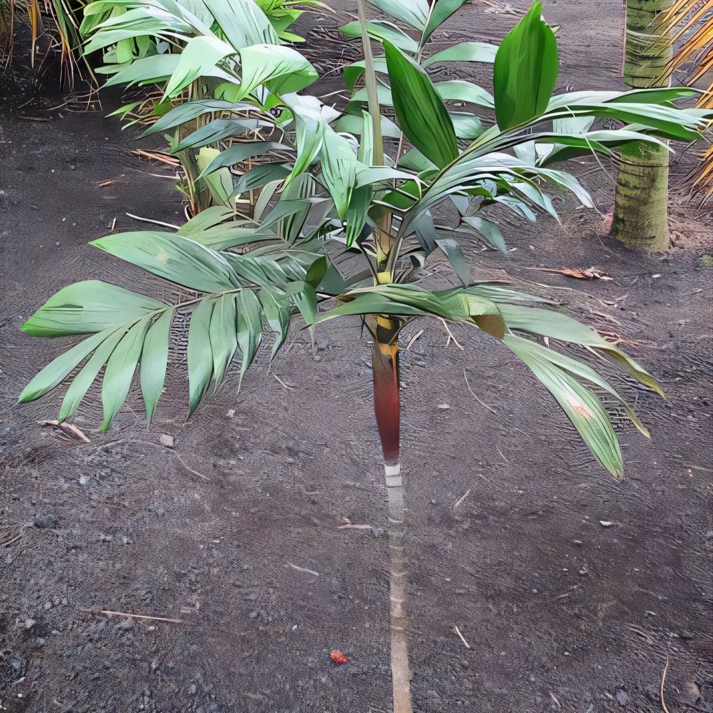 Basselinia gracilis (Graceful Palm)