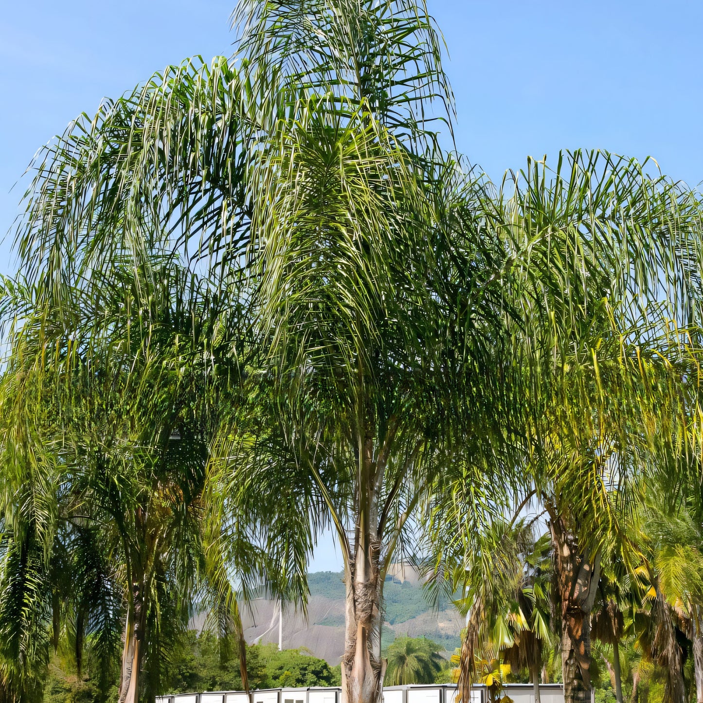 Syagrus romanzoffiana (Queen Palm)