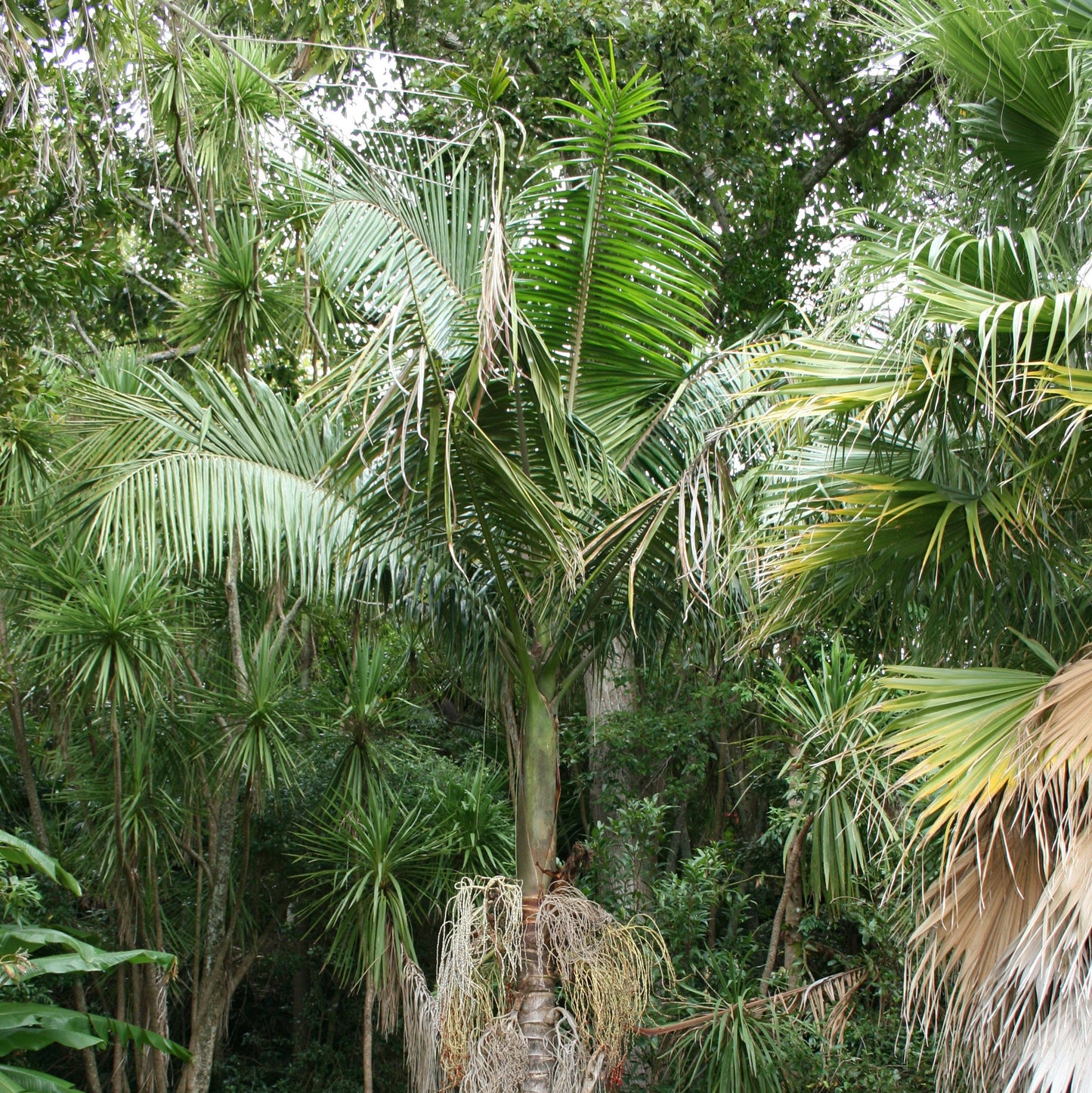 Archontophoenix cunninghamiana