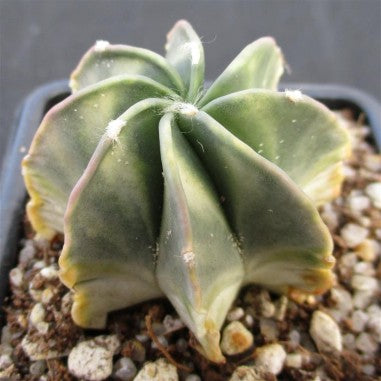 Astrophytum capricorne "Variegata"