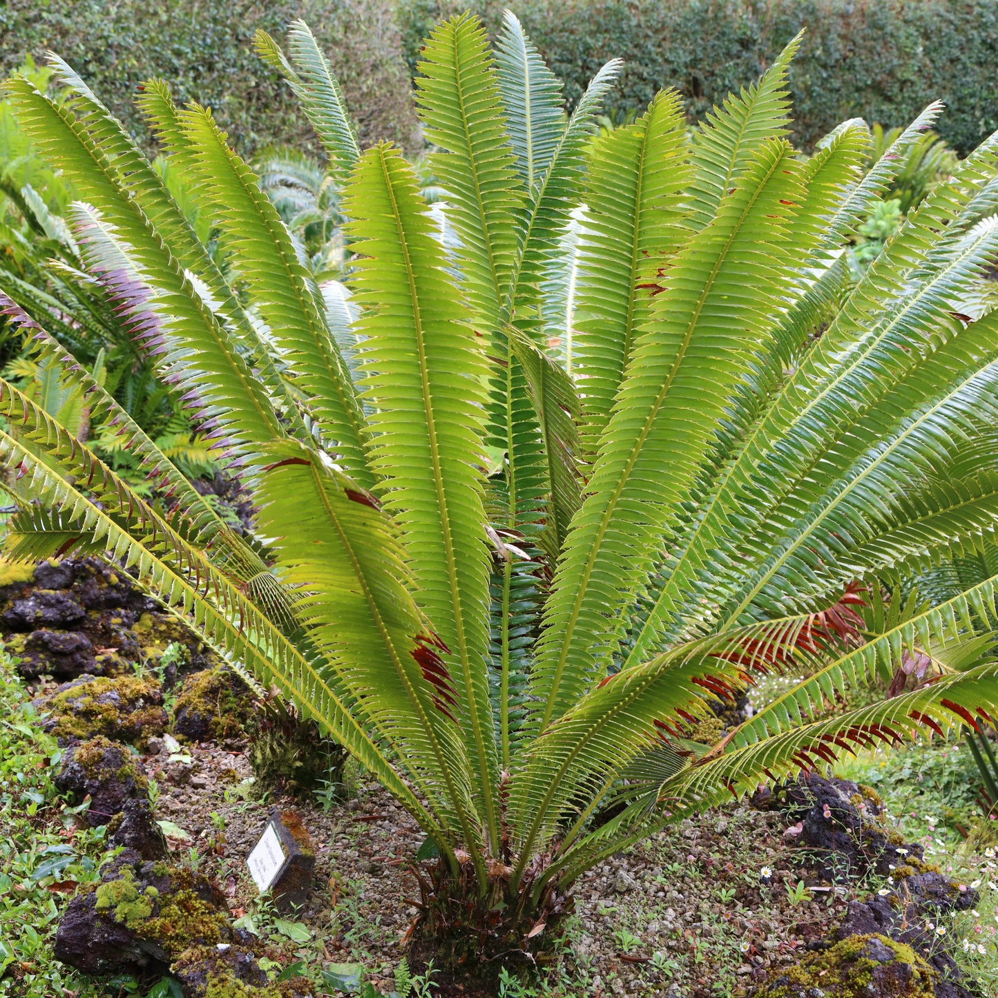Dioon spinulosum, Spineless Dioon, Spinulose Cycad