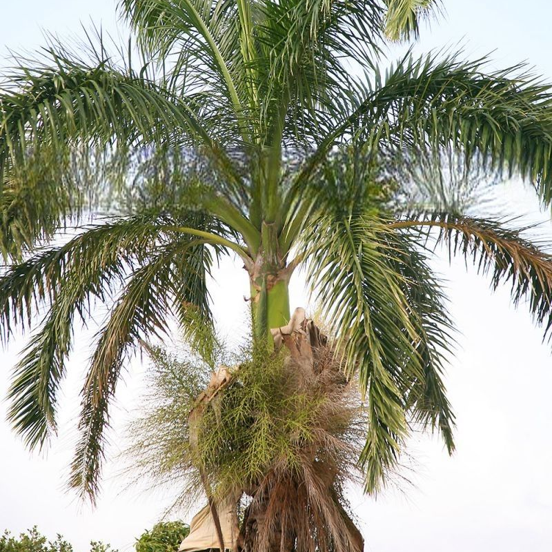 Dunlap’s Royal Palm (Roystonea dunlapiana)
