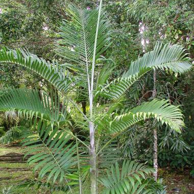 Dypsis lanceolata
