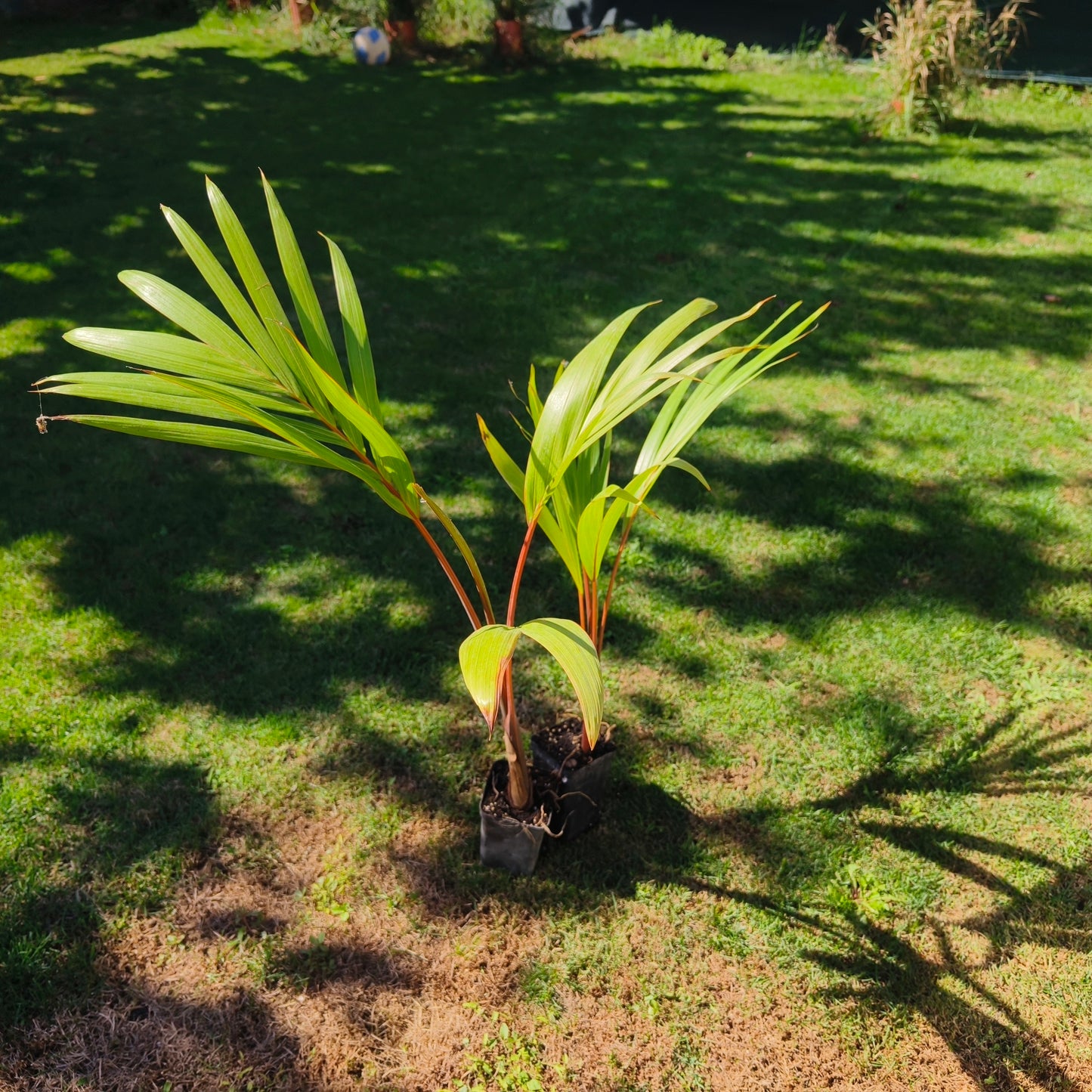 Hyophorbe lagenicaulis - Palmier bouteille - plante en pot de 20 cm