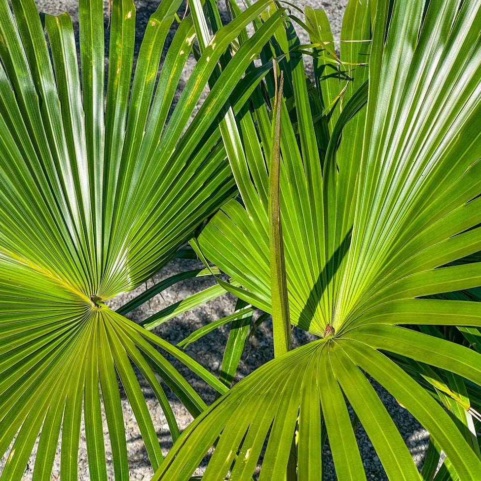 Livistona chinensis