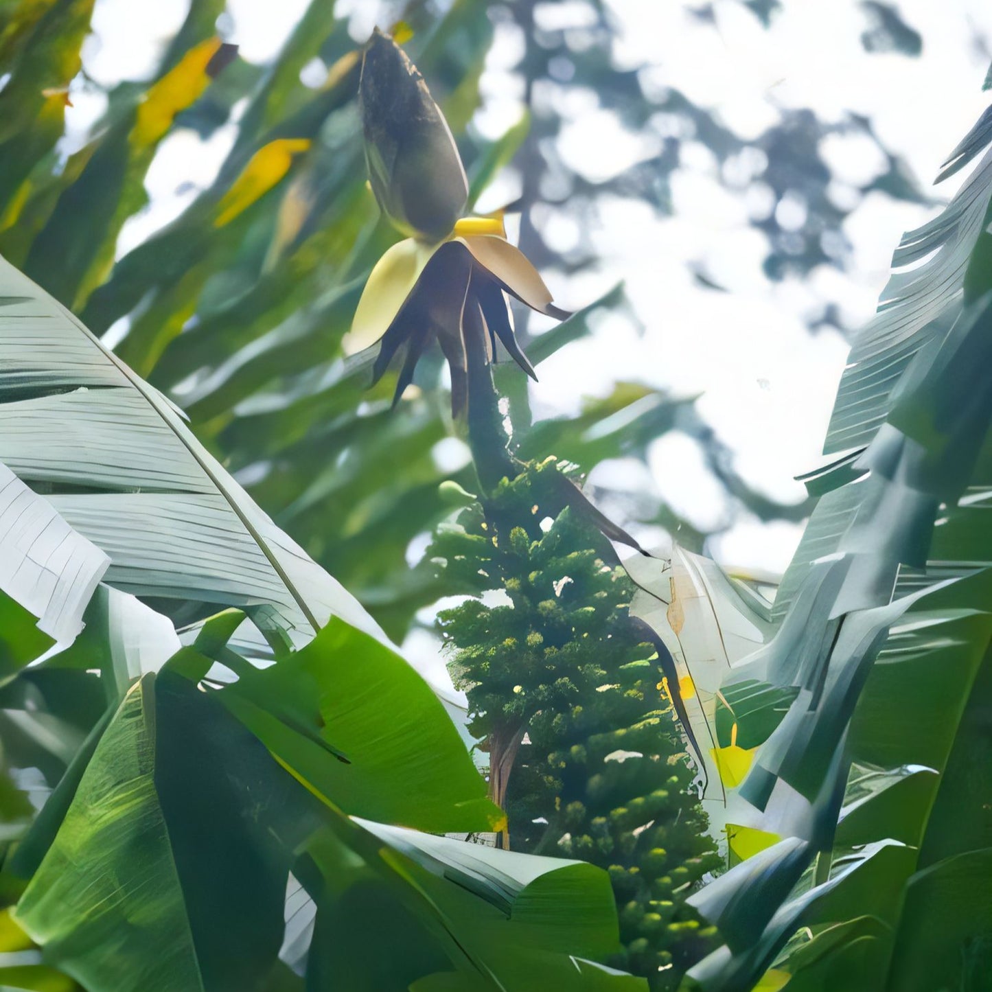 Musa malaccensis var. erecta