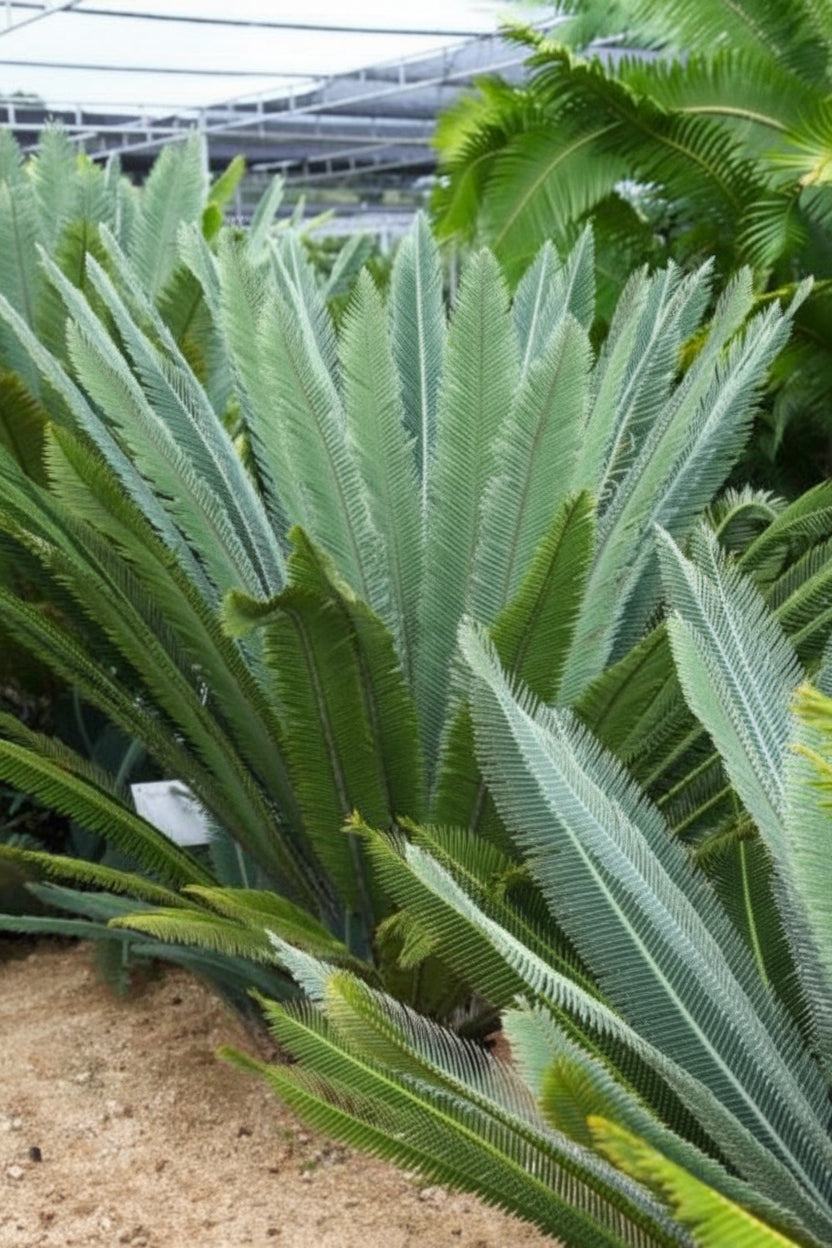 Nimalari Cycad (Dioon merolae)
