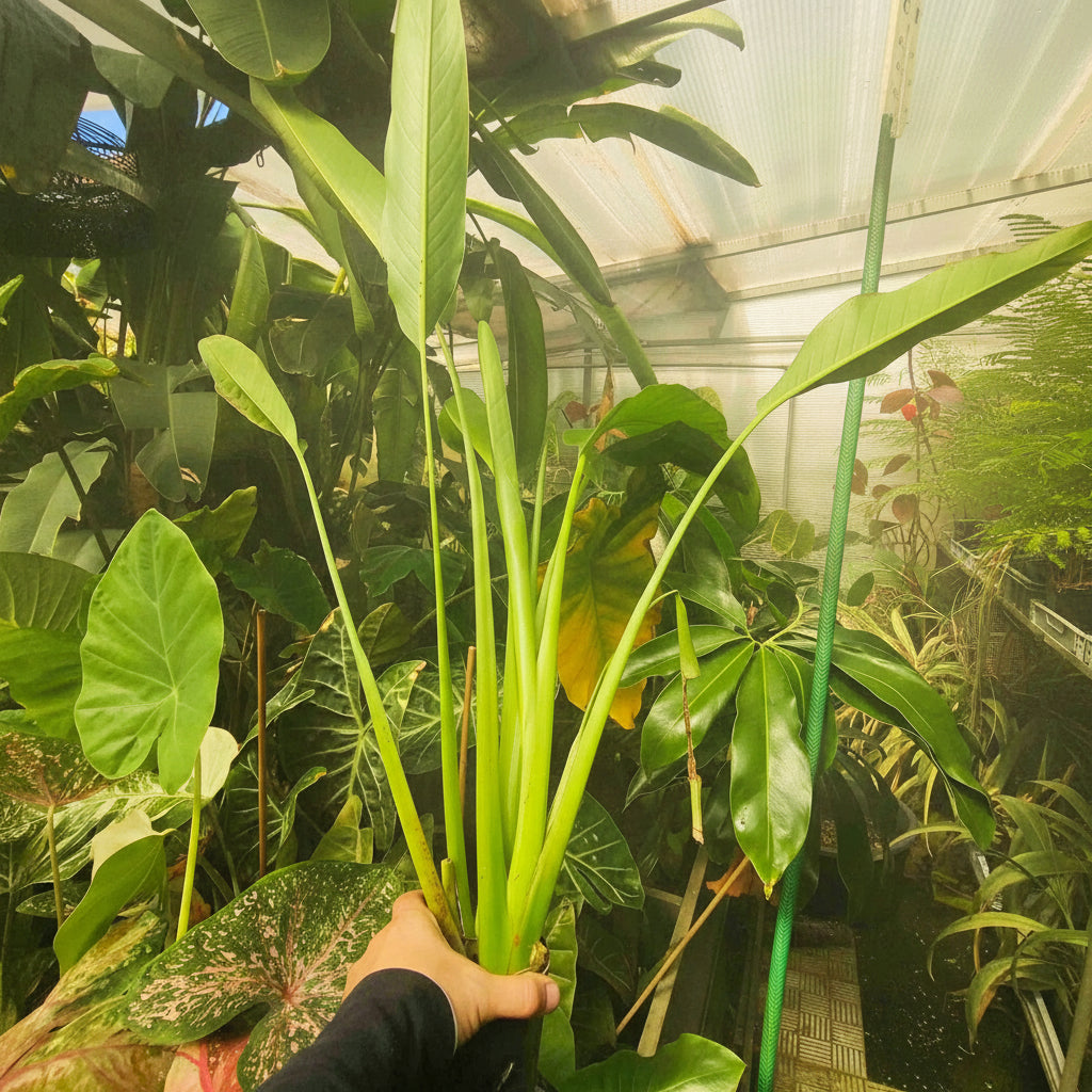 Ravenala madagascariensis - Traveller's palm-plant