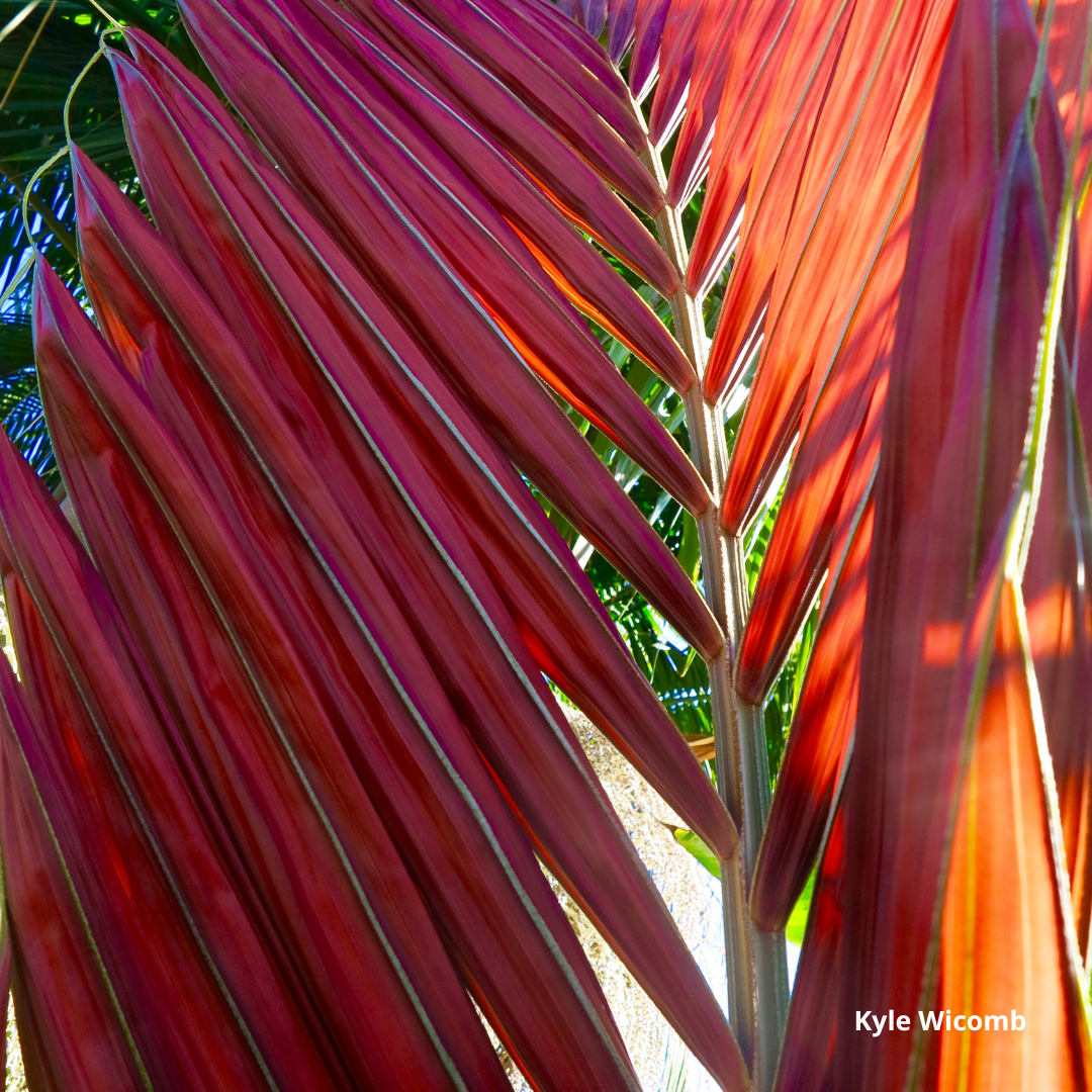 Chambeyronia macrocarpa 'Hookeri', Red Leaf Palm (Seeds) | VIRIAR