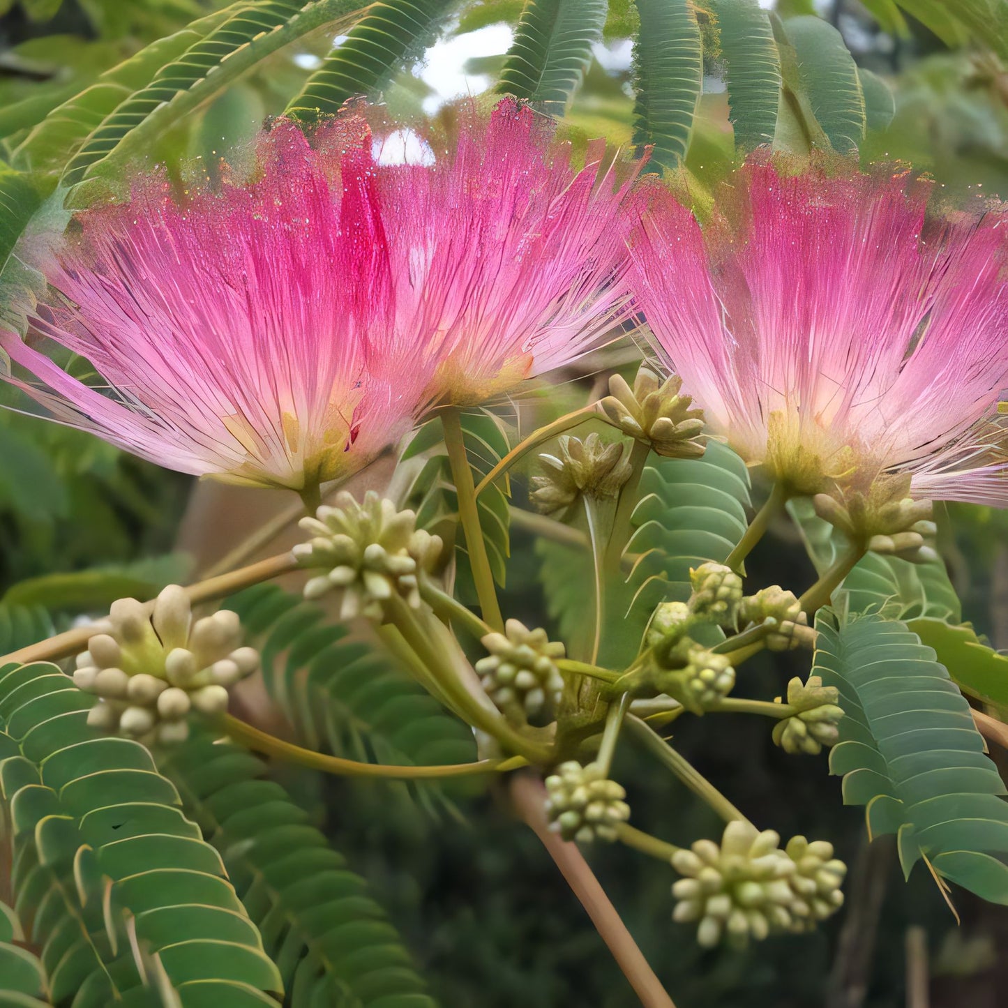 Albizia julibrissin 'Rosea' (Pink Silk Tree)