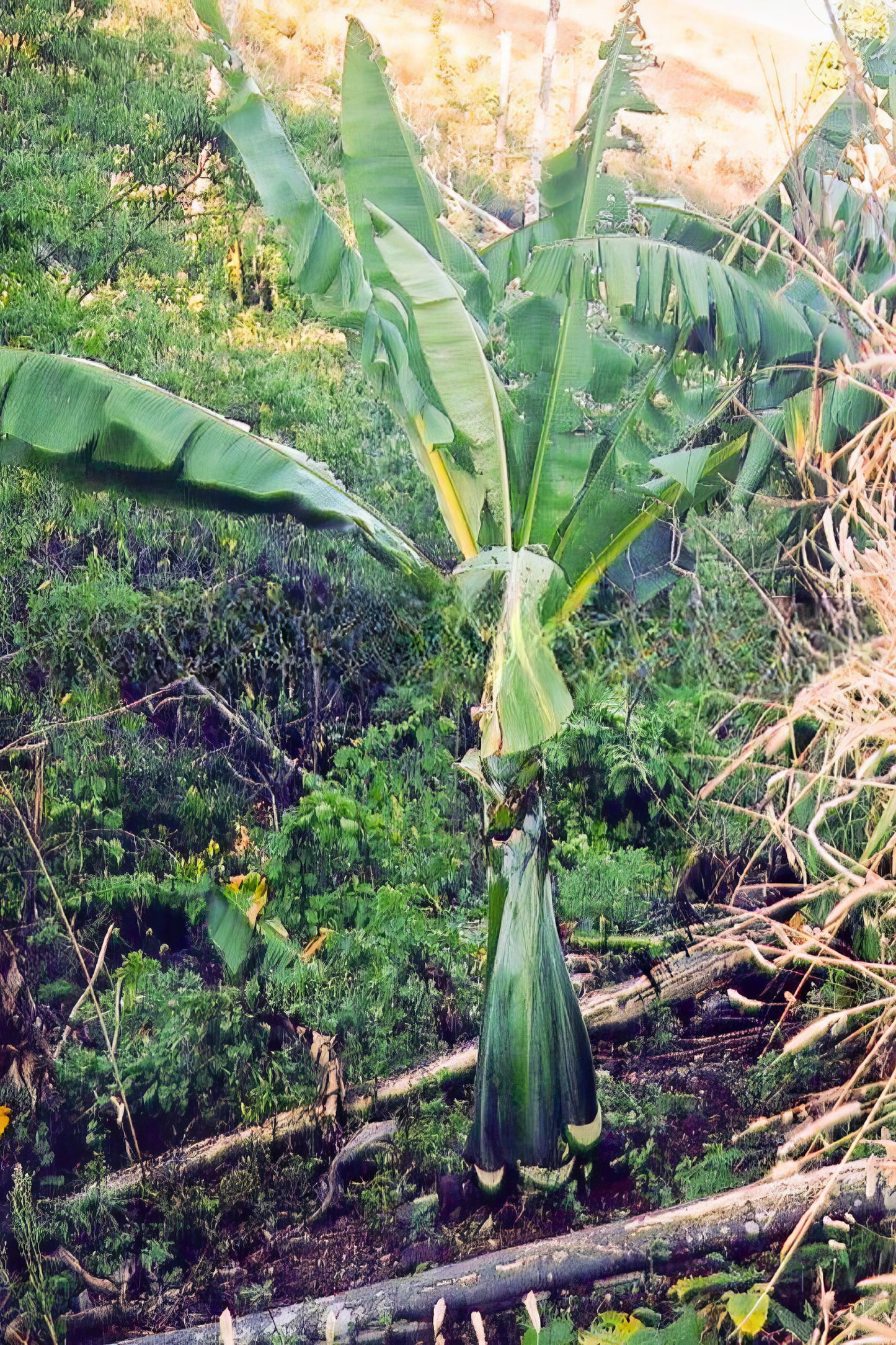 Ensete perrieri, Madagascar Banana - 5 x fresh seeds
