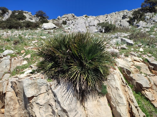 Chamaerops humilis growing in natural habitat