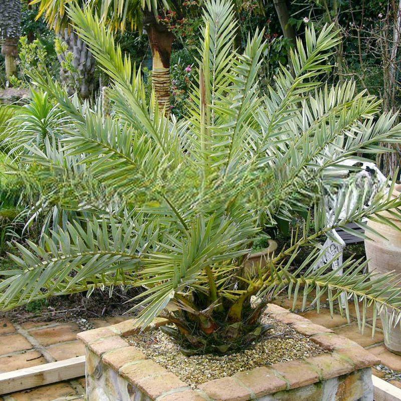 Phoenix theophrasti - Kretische Dattelpalme - 15 x Samen frische Samen