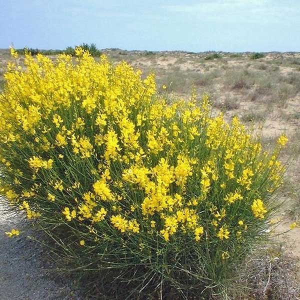 Spartium junceum – Spanish broom (Seeds) | VIRIAR