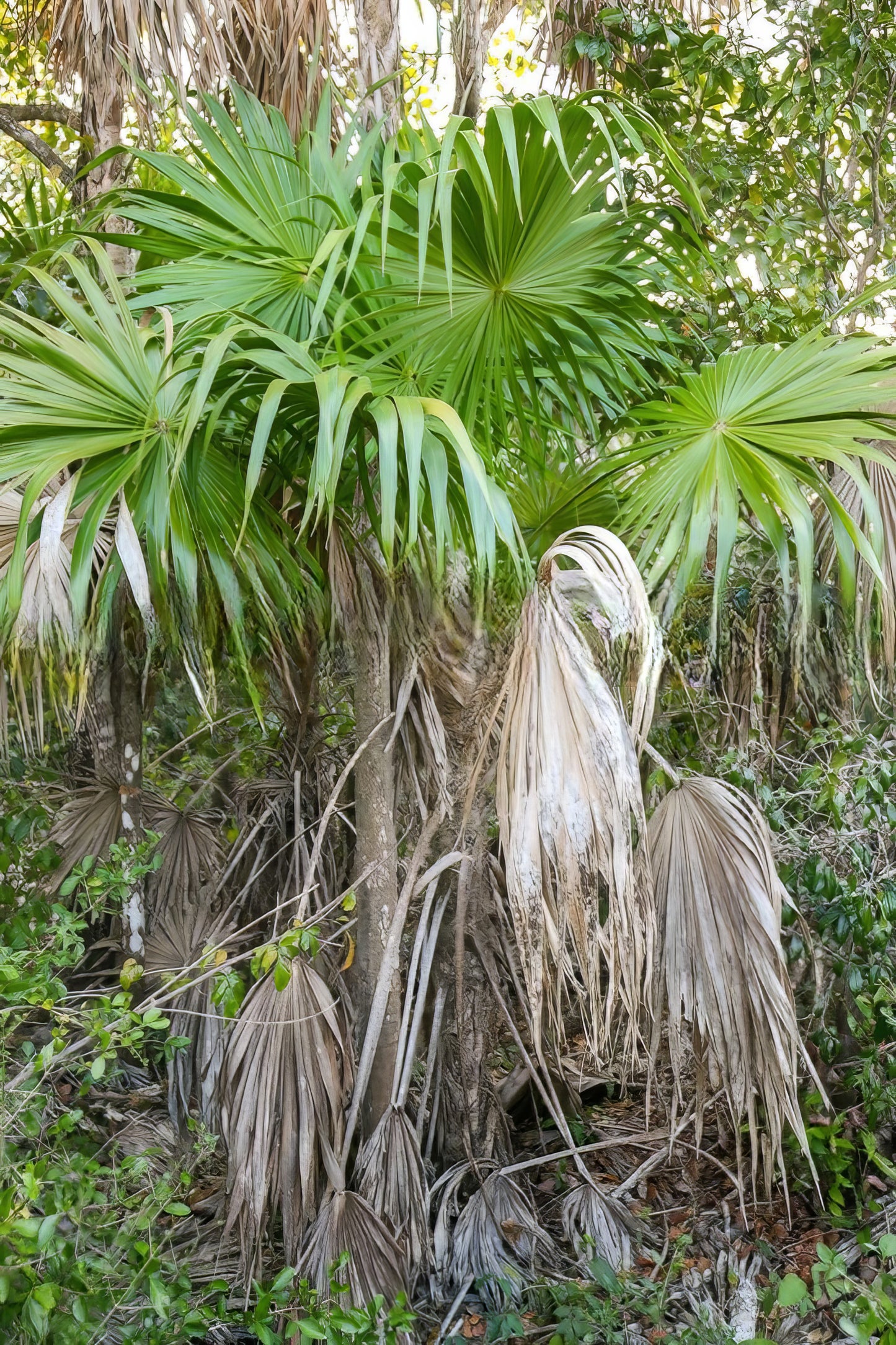 Thrinax radiata, Florida Thatch Palm - 25 pieces fresh seeds
