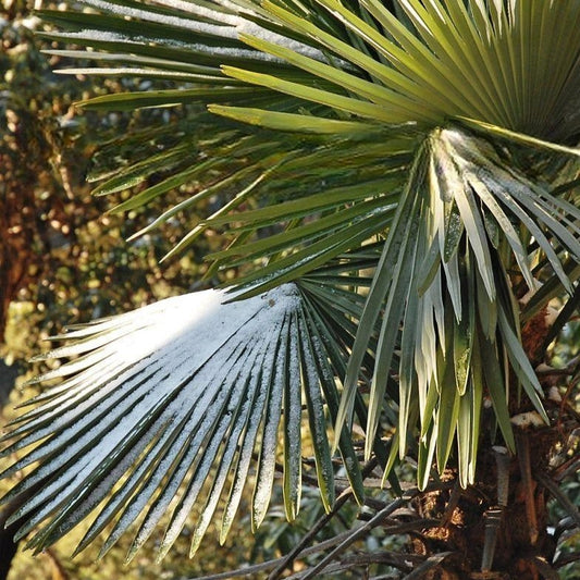 Trachycarpus takil- Kumaon Fan Palm - 5 Seeds, ❄️ 10°F ( -12°C)