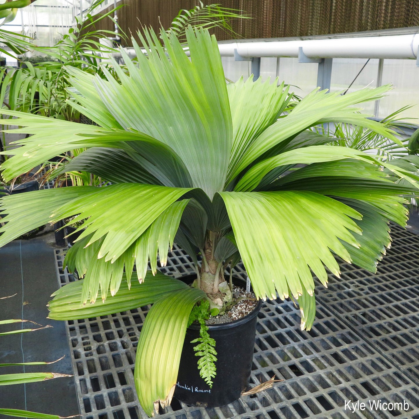 Sabinaria magnifica - Schmetterlingspalme - 20-25 cm große Pflanze