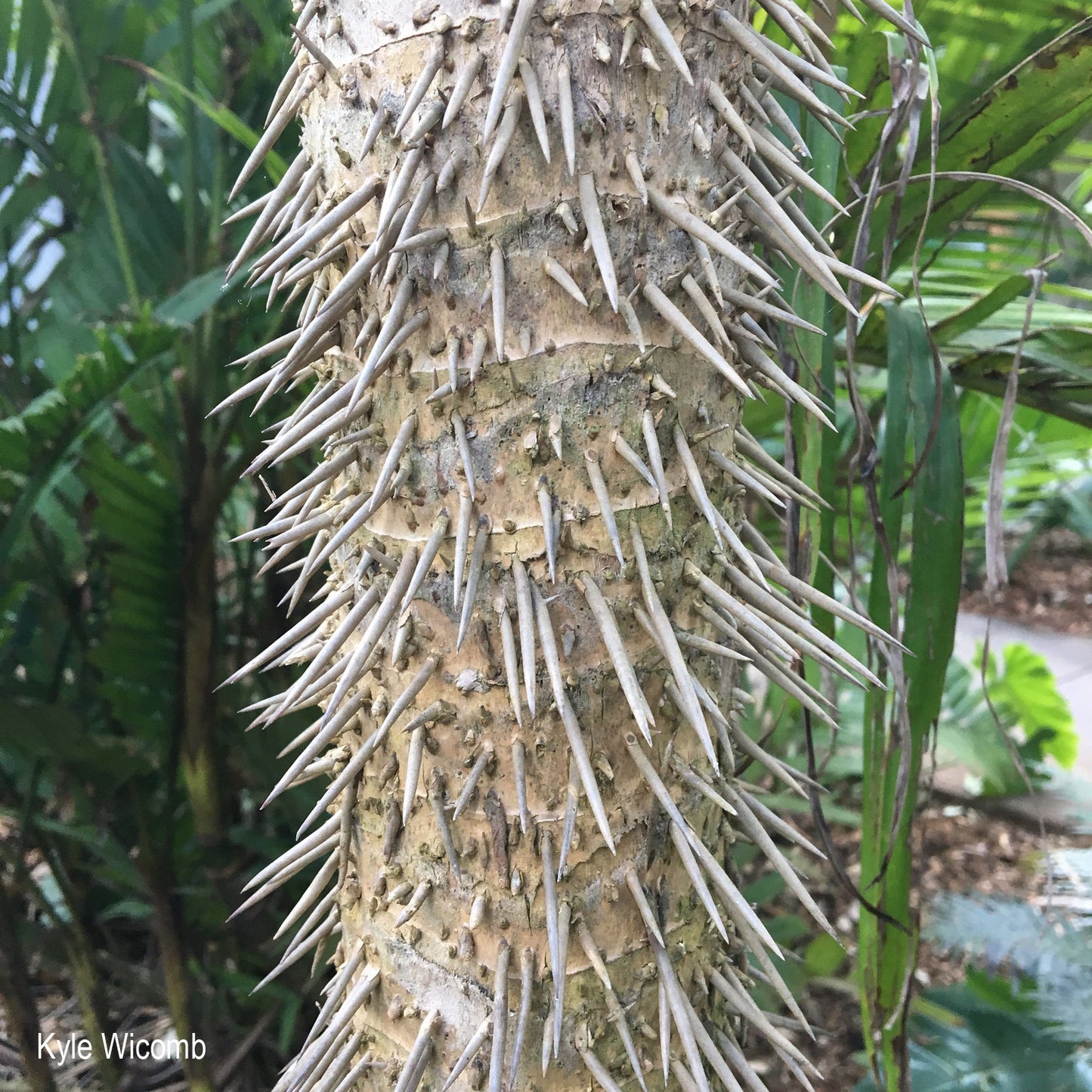 Cryosophila stauracantha – Root Spine Palm (Plant) - image 10