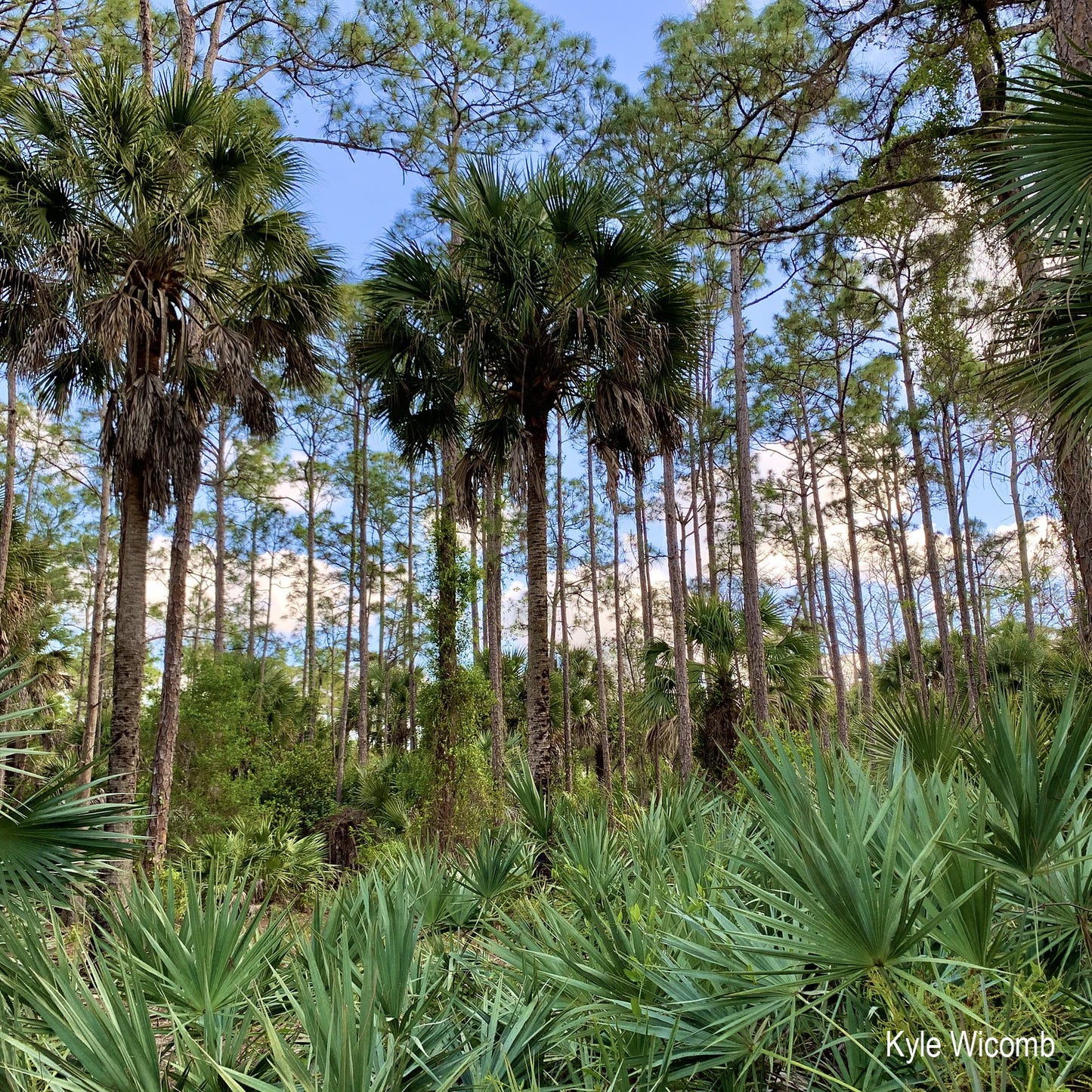 Säbelpalme - Palmetto-Palme - 20- 40 cm Pflanze