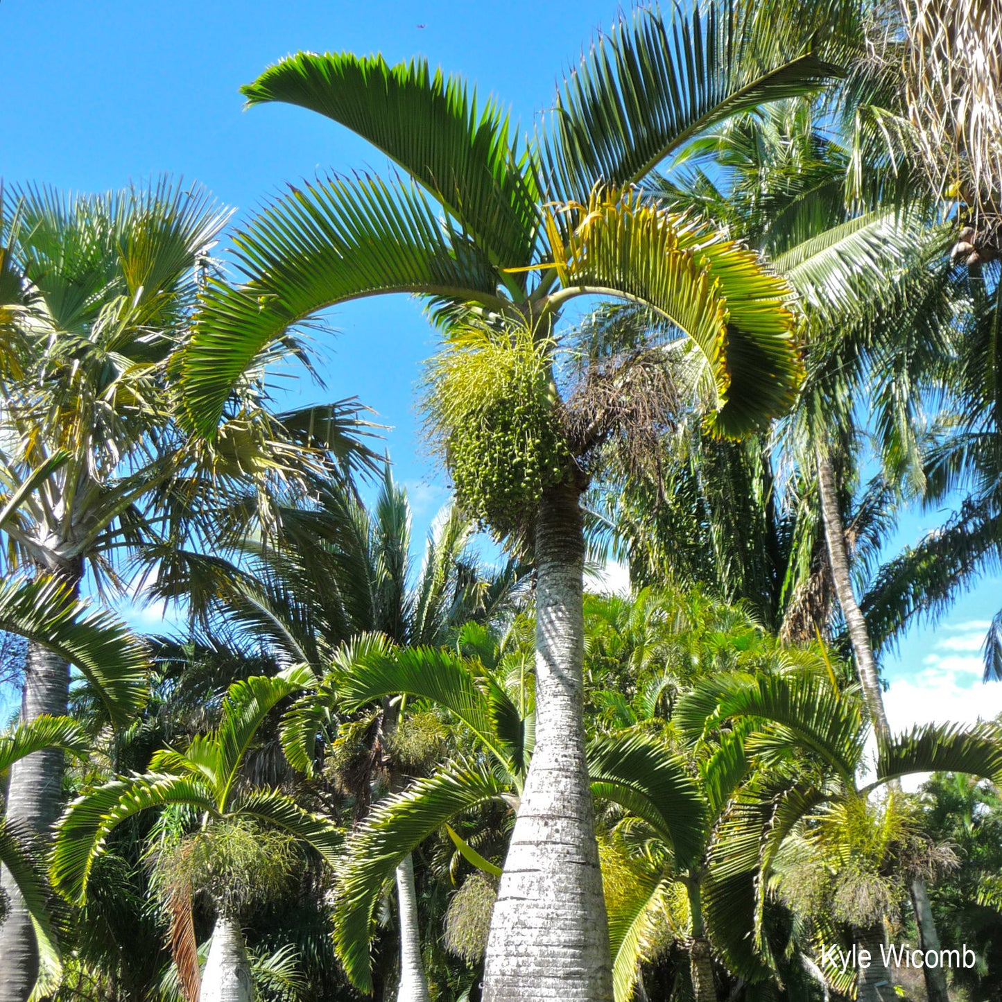 Hyophorbe lagenicaulis - Bottle Palm