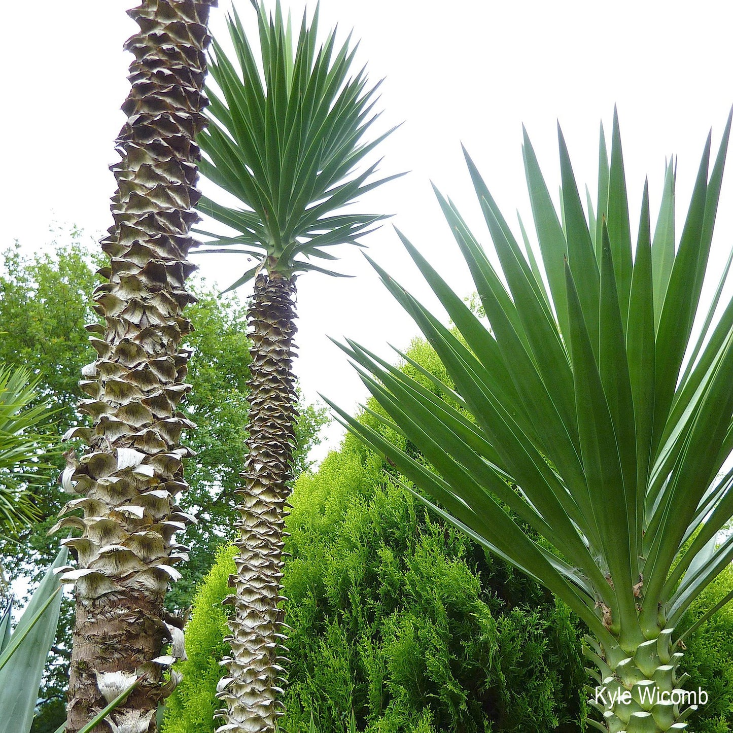 Yucca aloifolia - Spanish Dagger 20- 30 cm plant