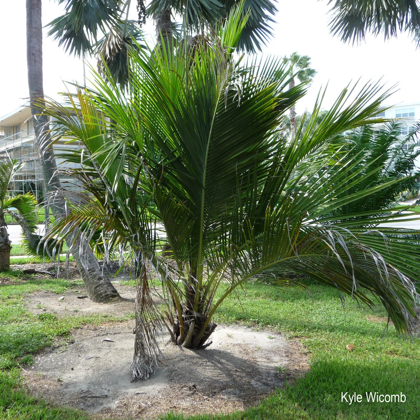 Beccariophoenix alfredii – High Plateau Coconut Palm (Plant) | VIRIAR