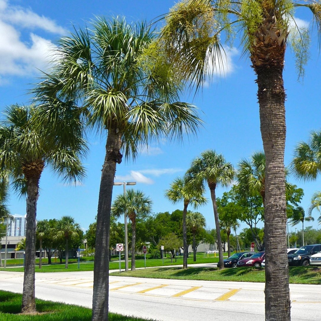 Säbelpalme - Palmetto-Palme - 20- 40 cm Pflanze