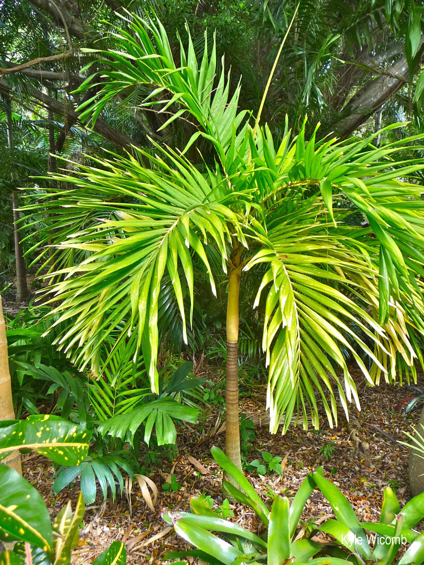 Adonidia merrillii-Christmas palm-15cm(6") Plant-Live starter