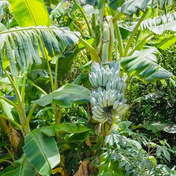 Musa itinerans 'Burmese Blue'
