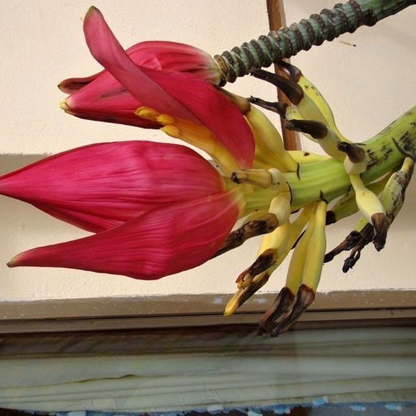 Musa splendida – Splendid Banana (Seeds) | VIRIAR