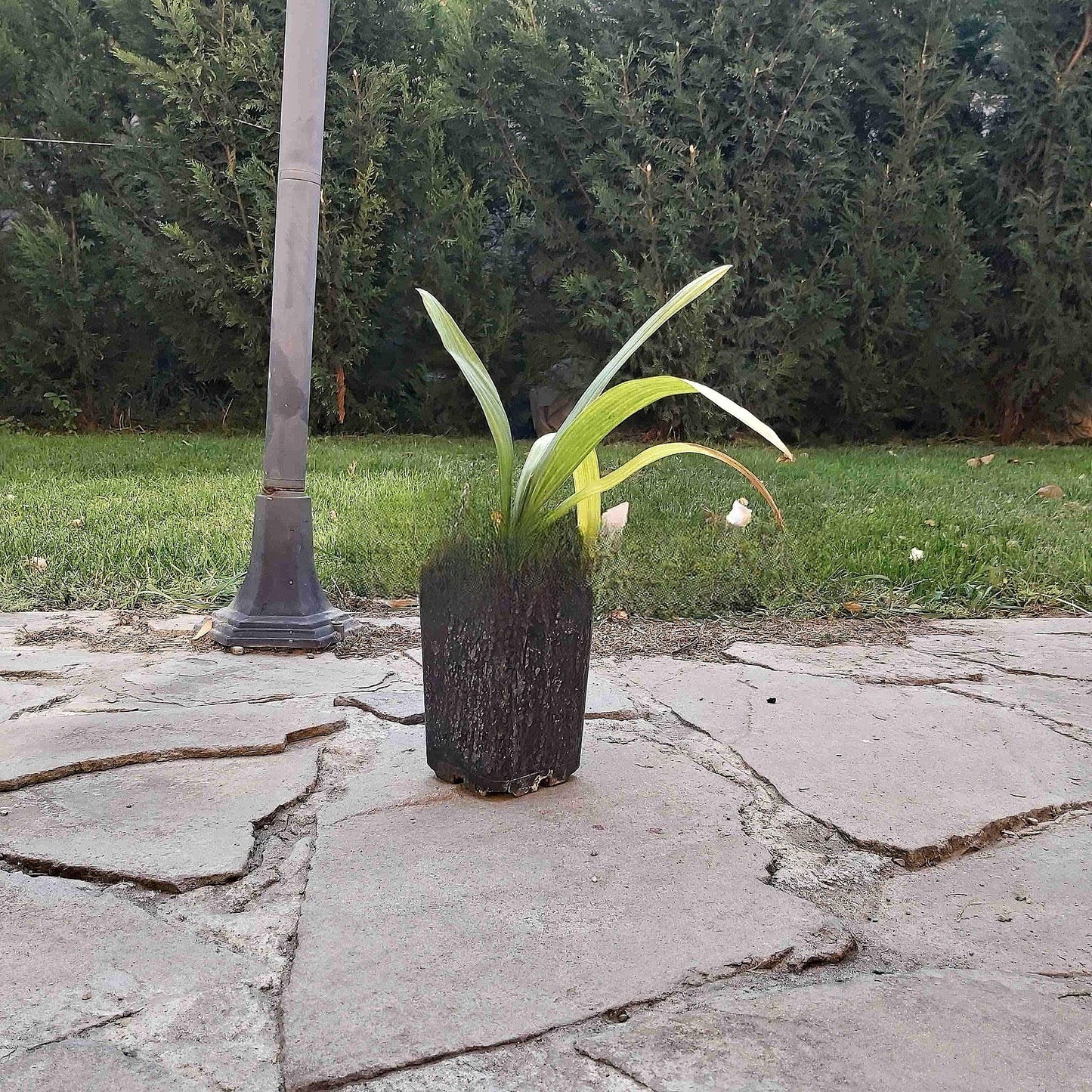 Sabal bermudana – Bermuda Palmetto (Live Potted Plant) | VIRIAR