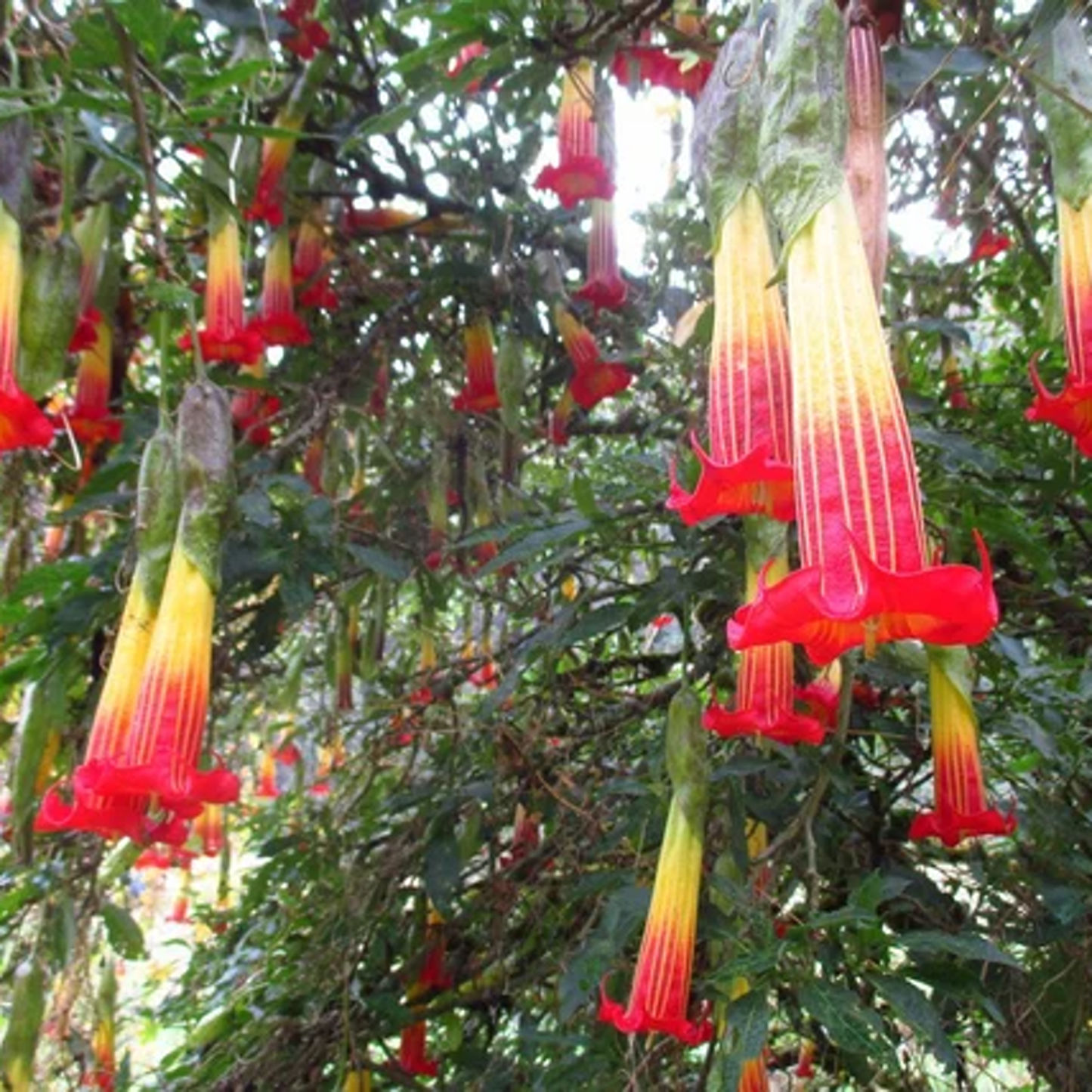 Brugmansia sanguinea 'Aurantia'
