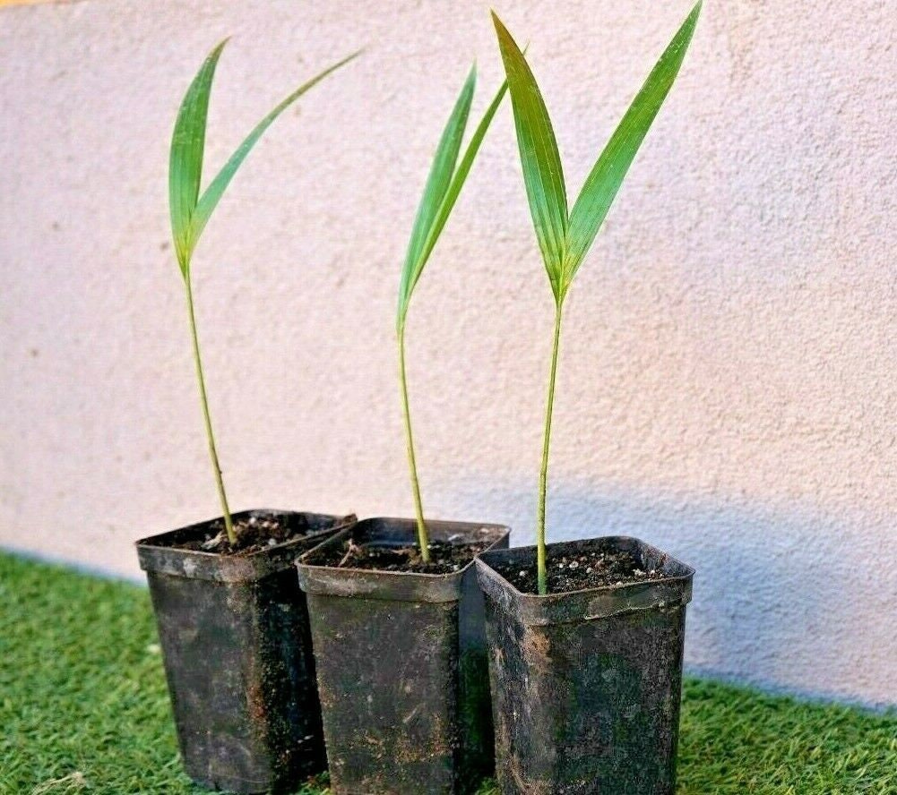 Adonidia merrillii-Christmas palm-15cm(6") Plant-Live starter