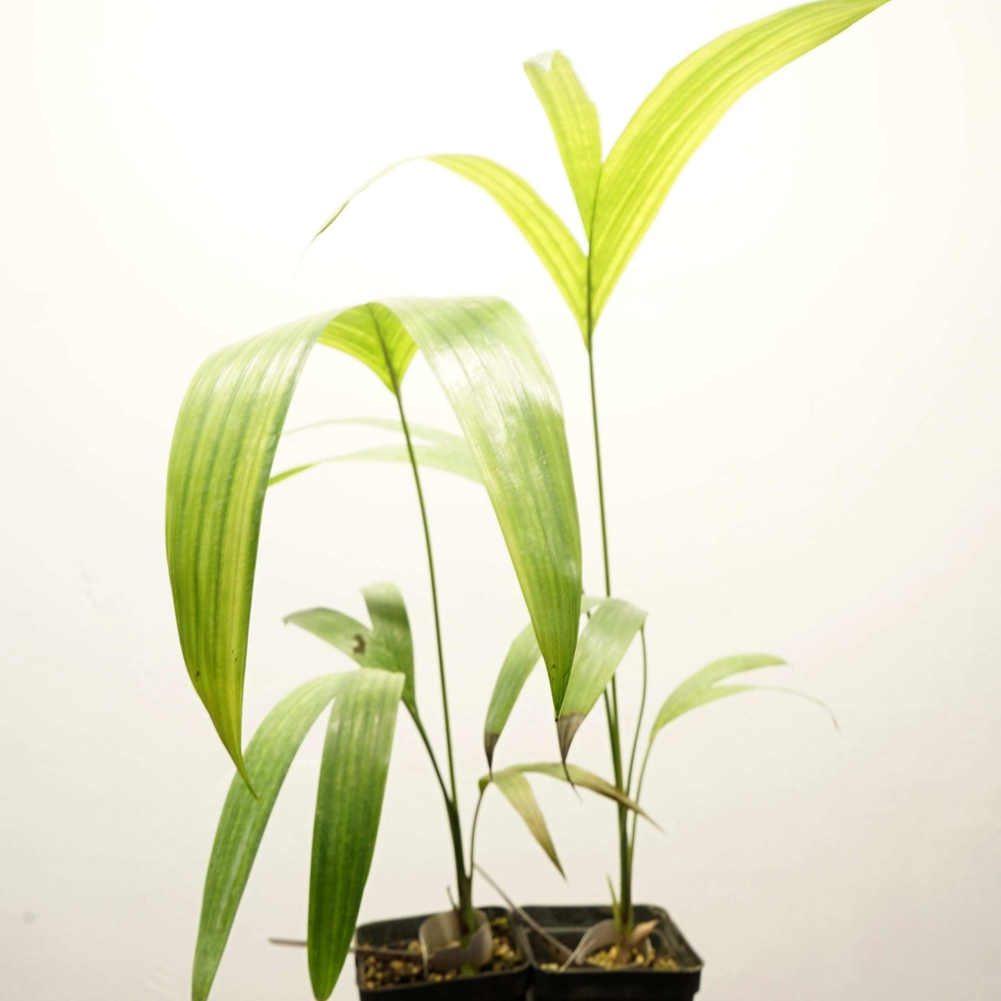 Archontophoenix tuckeri – Tucker'S Palm (Live Potted Plant) | VIRIAR