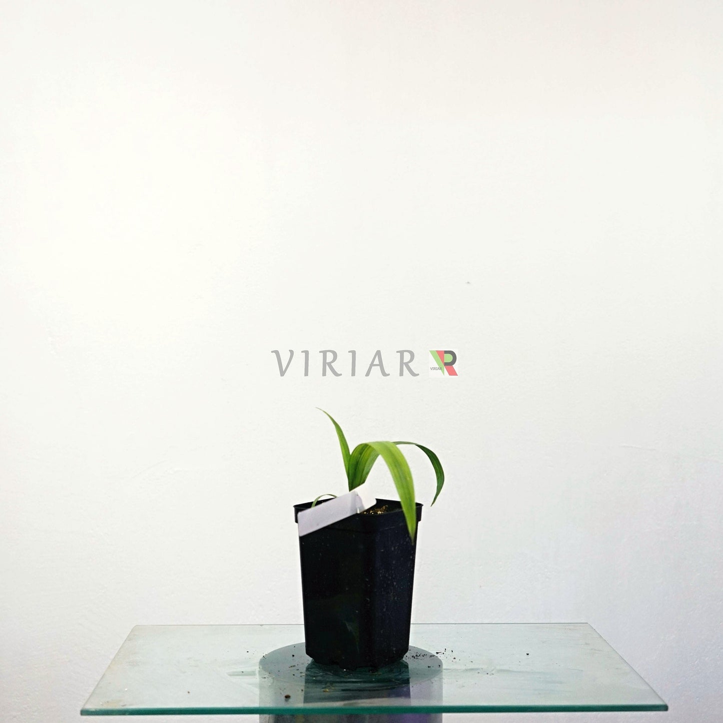 Sabal Mauritiformis - Lorbeerpalme - 15 cm große Pflanze