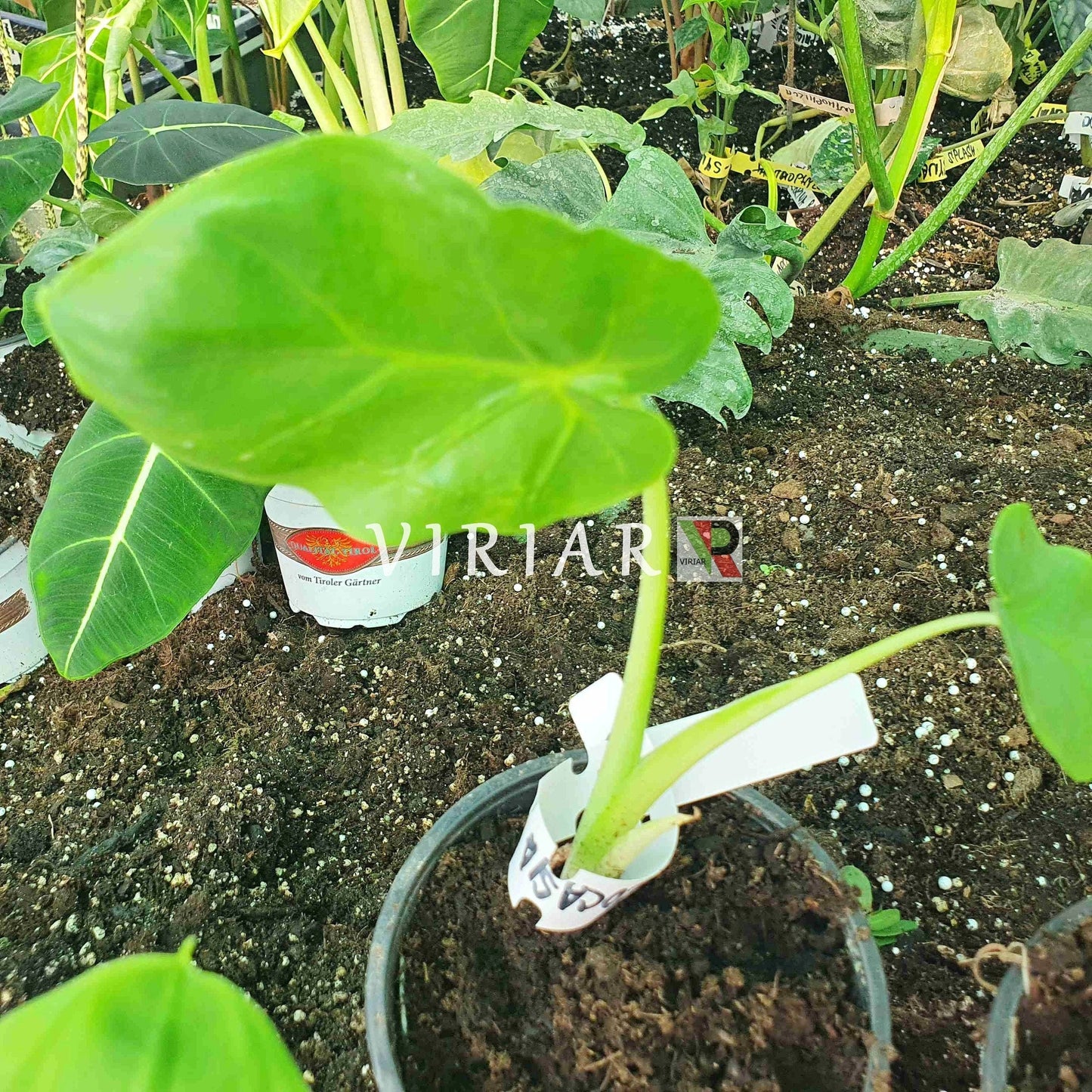 Leucocasia Gigantea 'Thailand Giant' - Taro géant - Plante de 15 à 30 cm