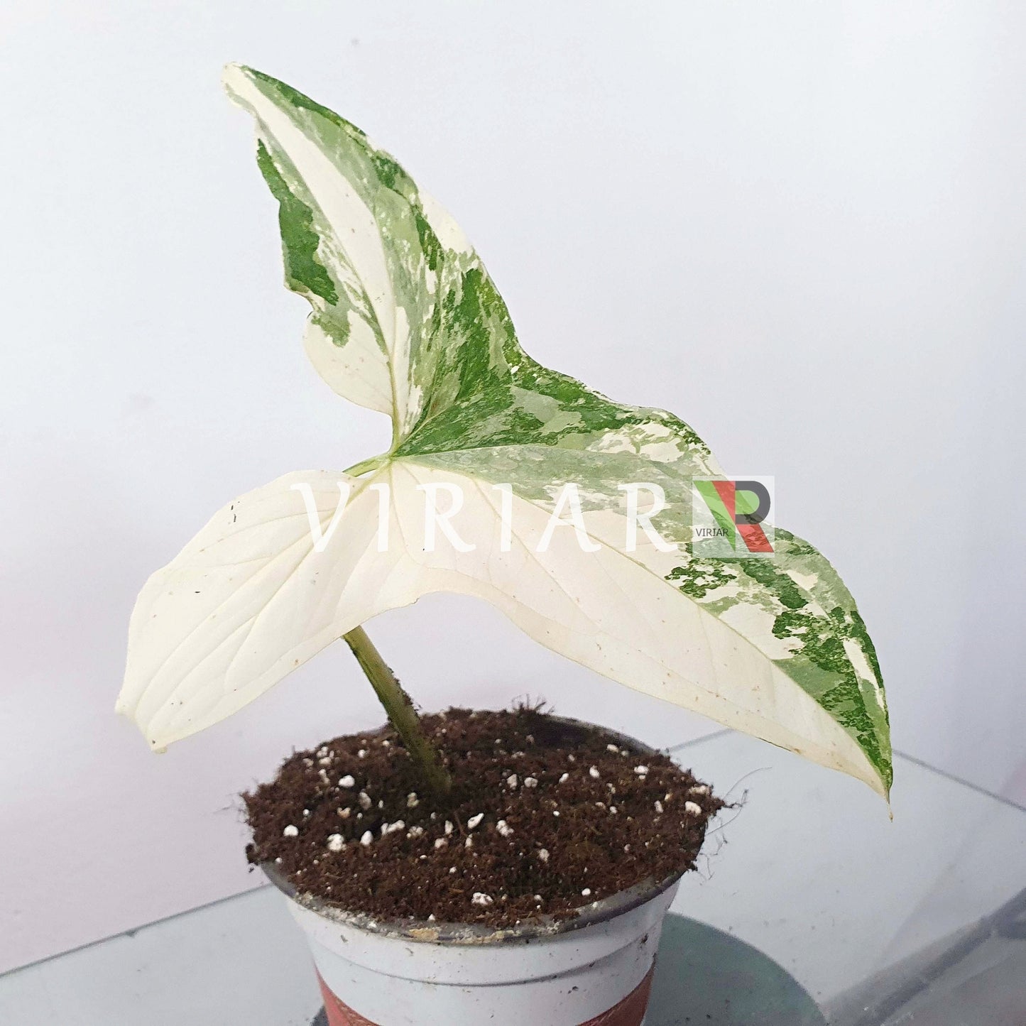 Syngonium podophyllum albo-variegatum 1-2 Blätter - 15 cm Pflanze
