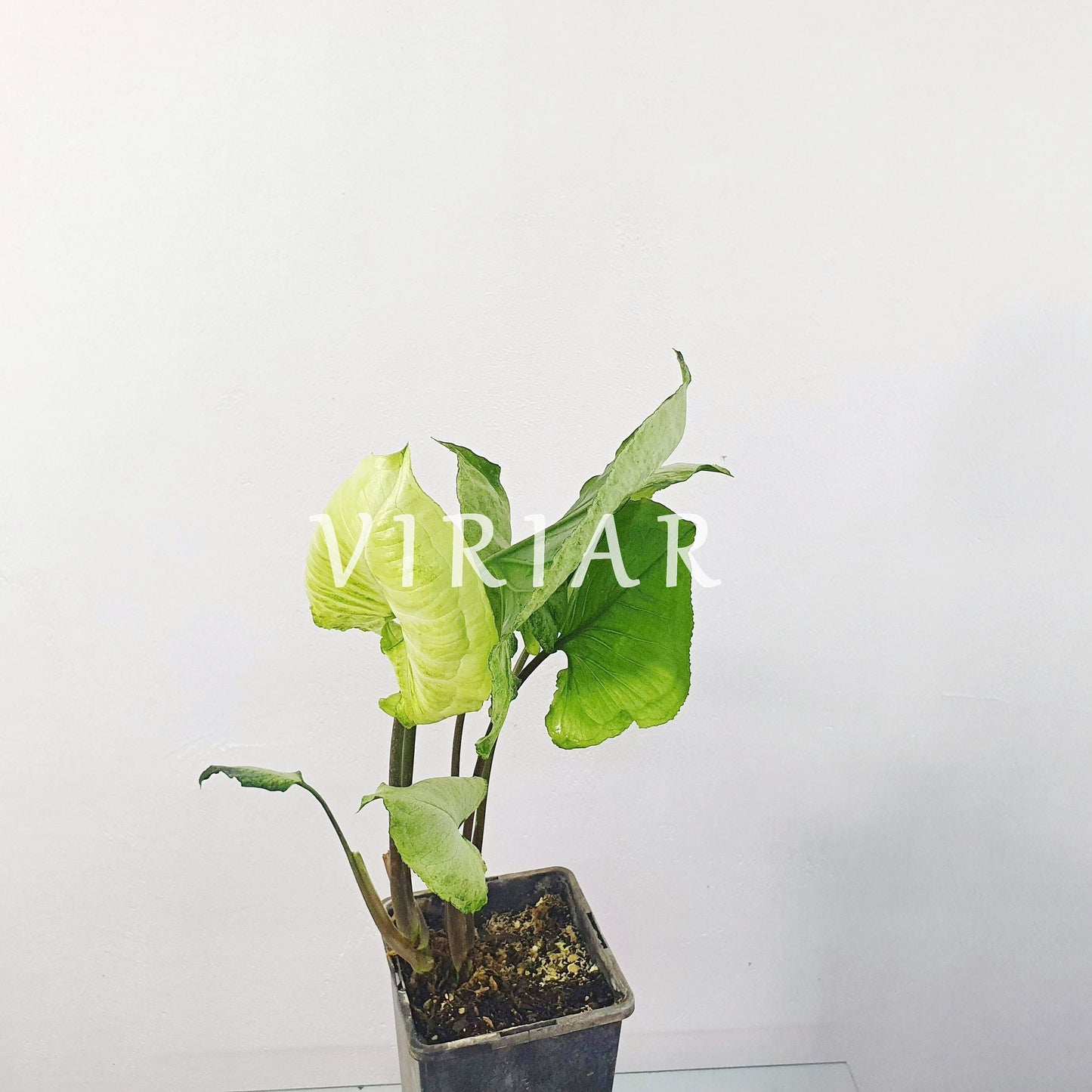 Syngonium podophyllum „White Butterfly“ - 20 cm plant