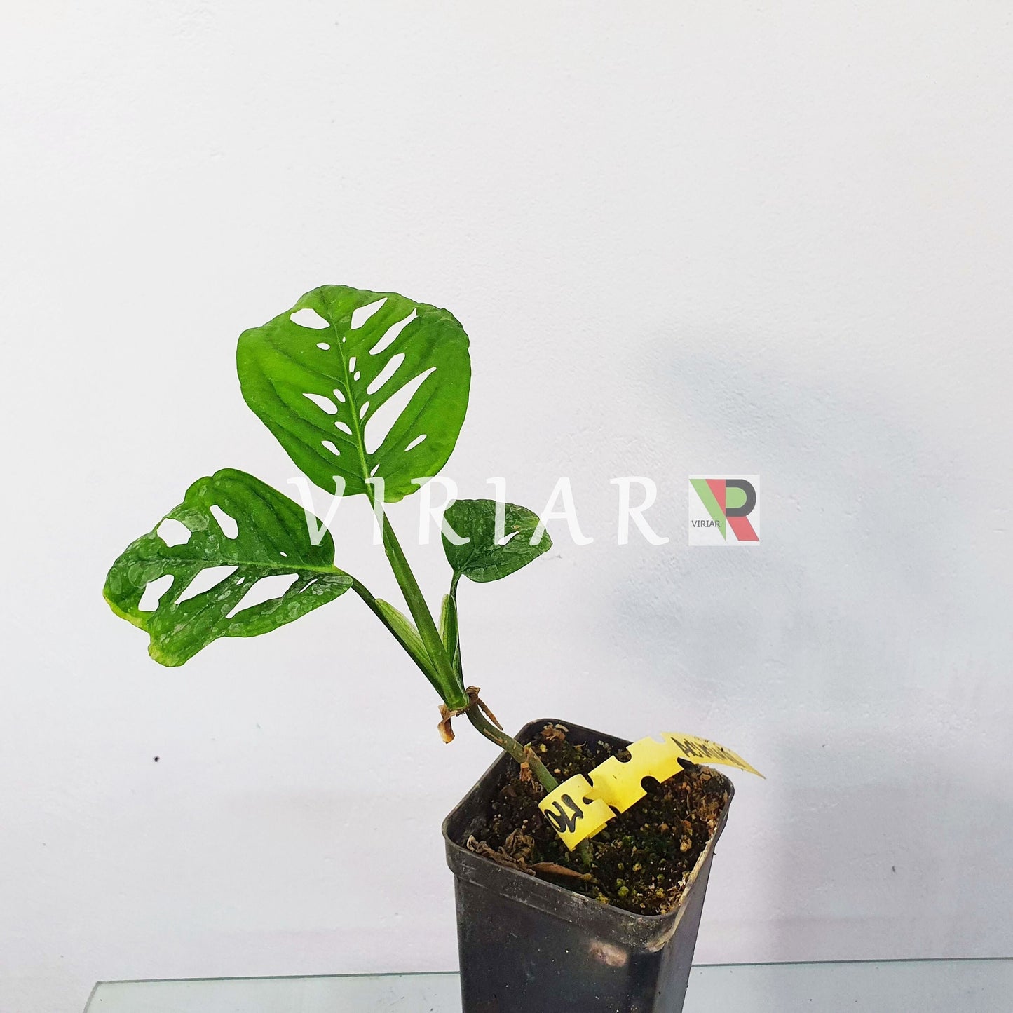 Monstera adansonii – Monkey Monstera (Live Potted Plant) | VIRIAR