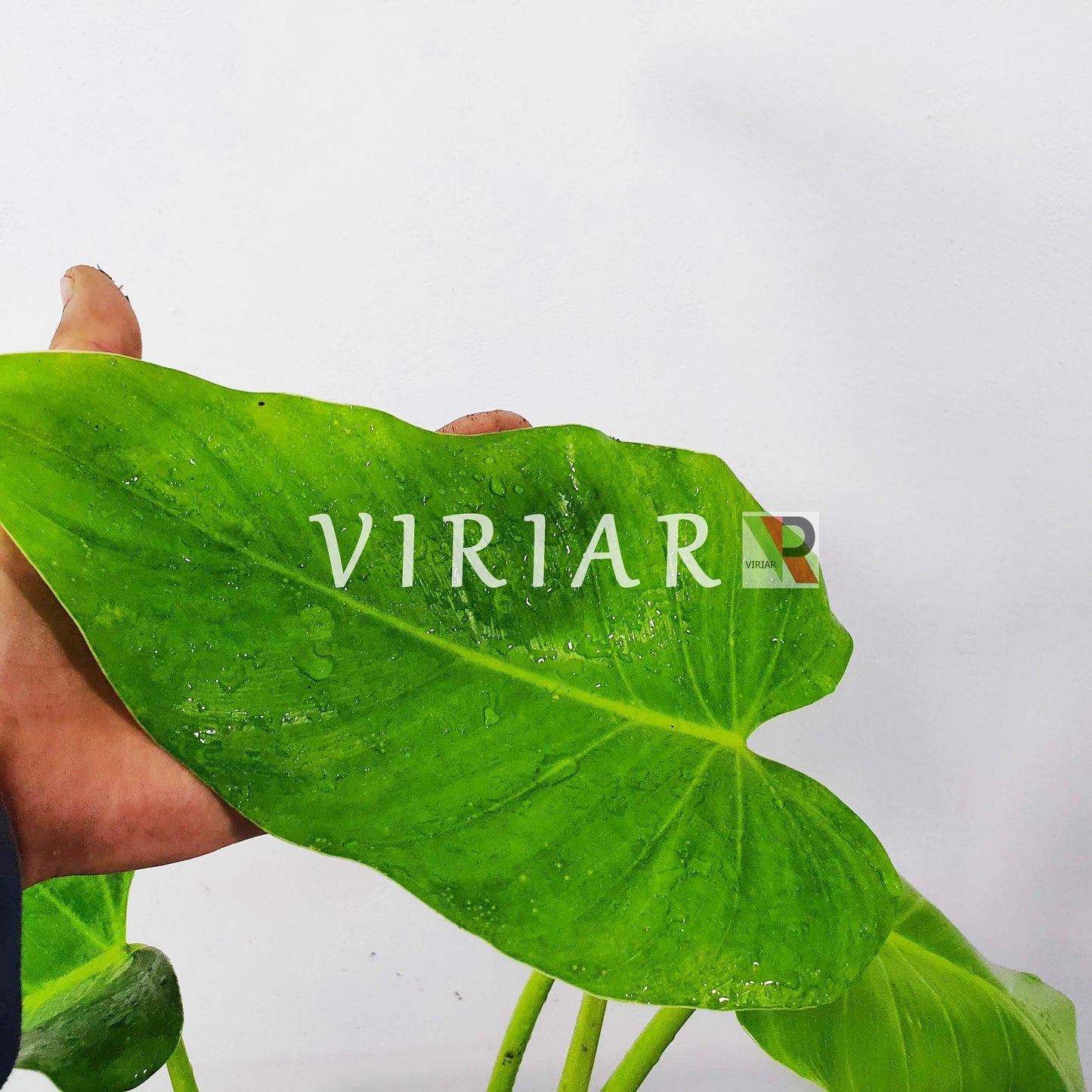 Philodendron Sagittifolium – Arrowhead Philodendron (Plant) | VIRIAR