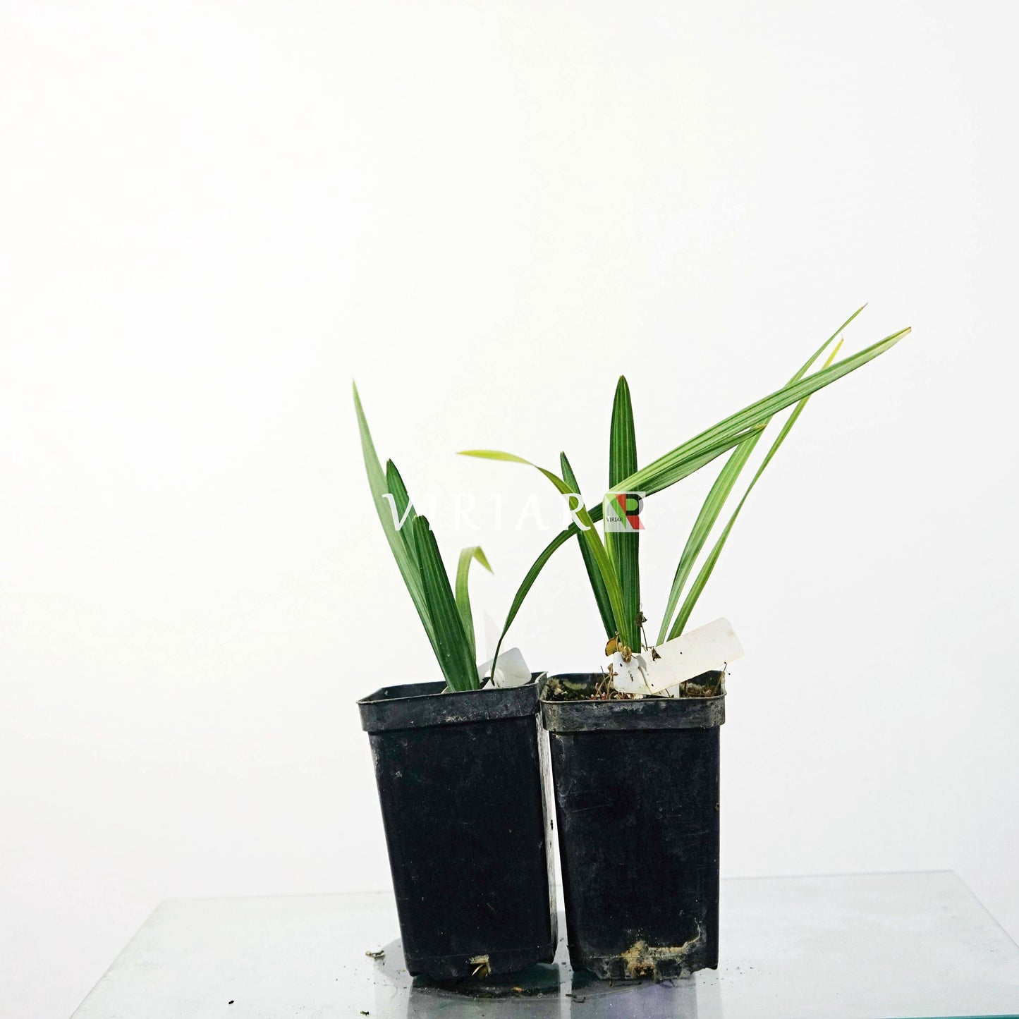 Sabal palmetto - Palmetto Palm - 20- 40 cm plant