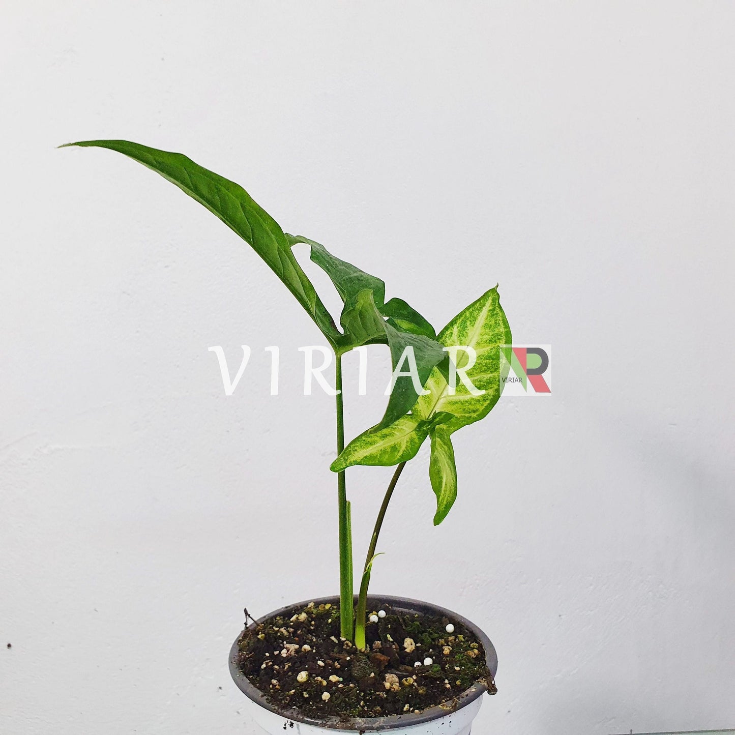 Syngonium xanthophyllum - 20 cm große Pflanze