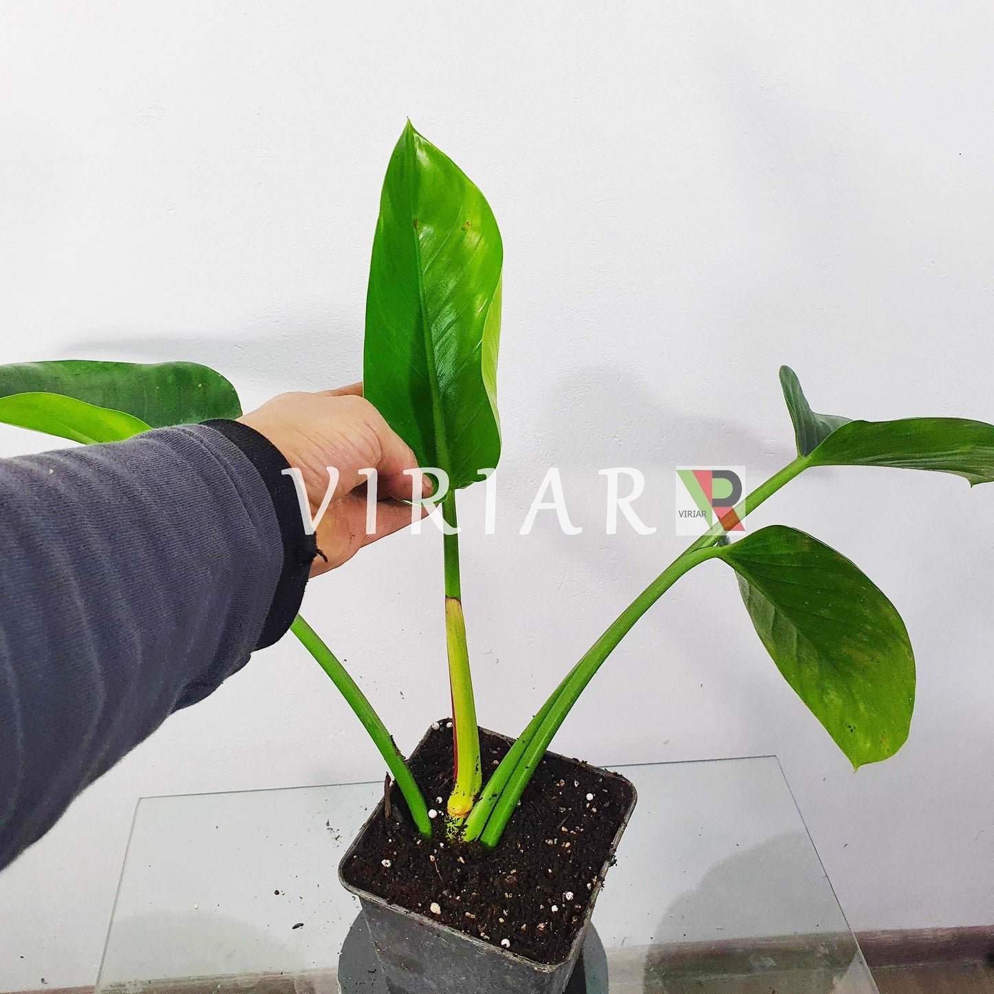 Philodendron 'Green Congo' - Philodendron Green Congo - plante de 20 cm