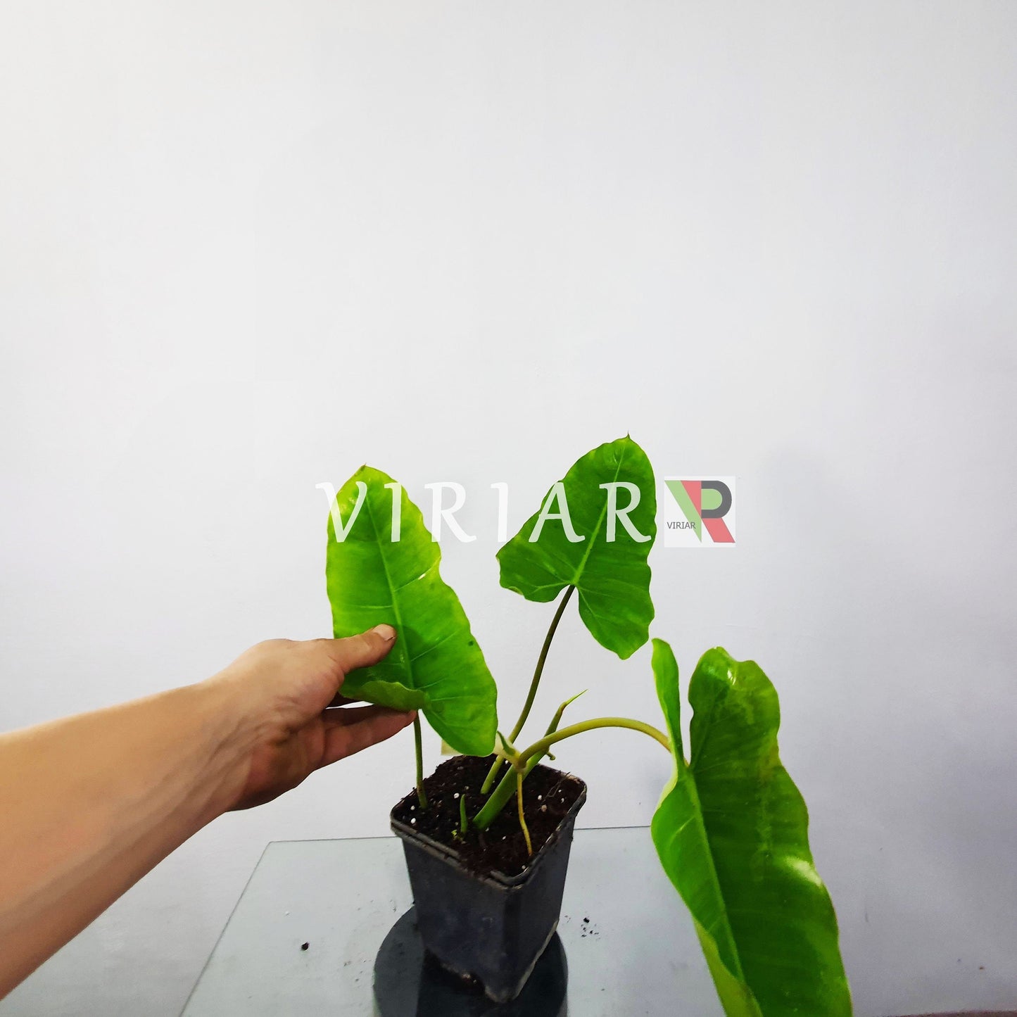 Philodendron 'Burle Marx' - 25 cm plant