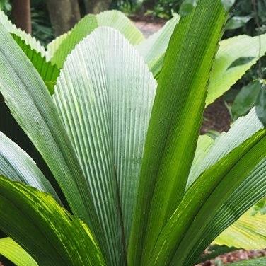 Johannesteijsmannia altifrons - Diamond Joey - 3 graines fraîches