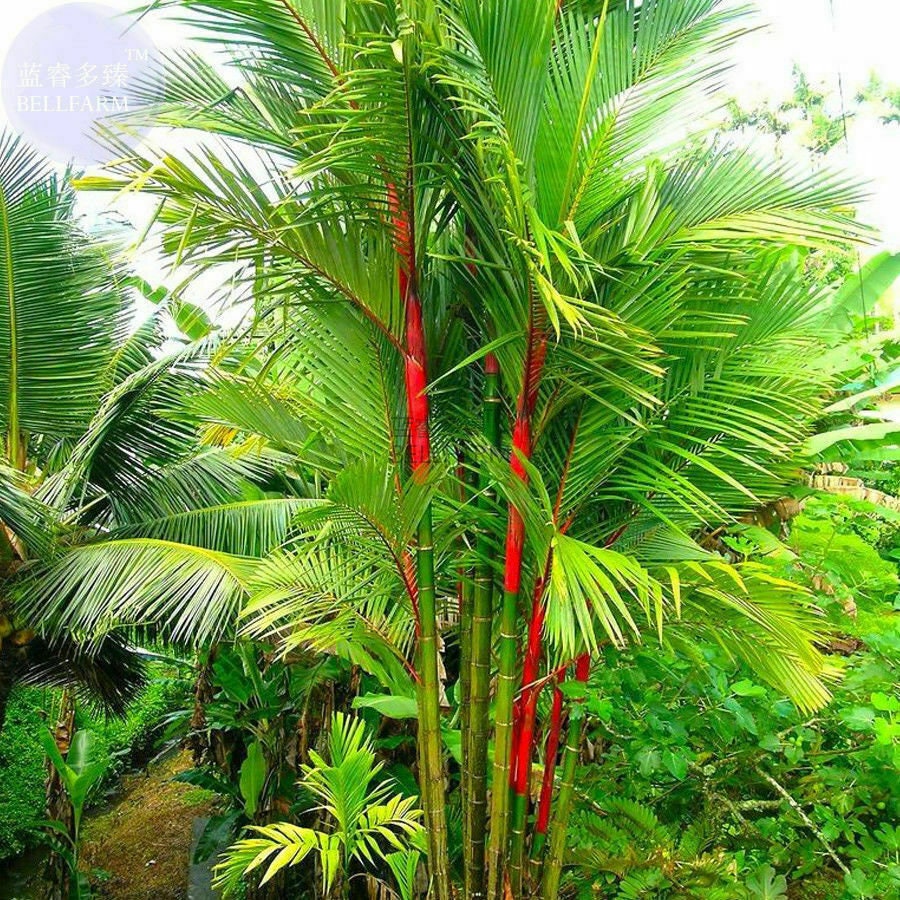 Cyrtostachys renda lakka - Lipstick Palm - 15 fresh seeds