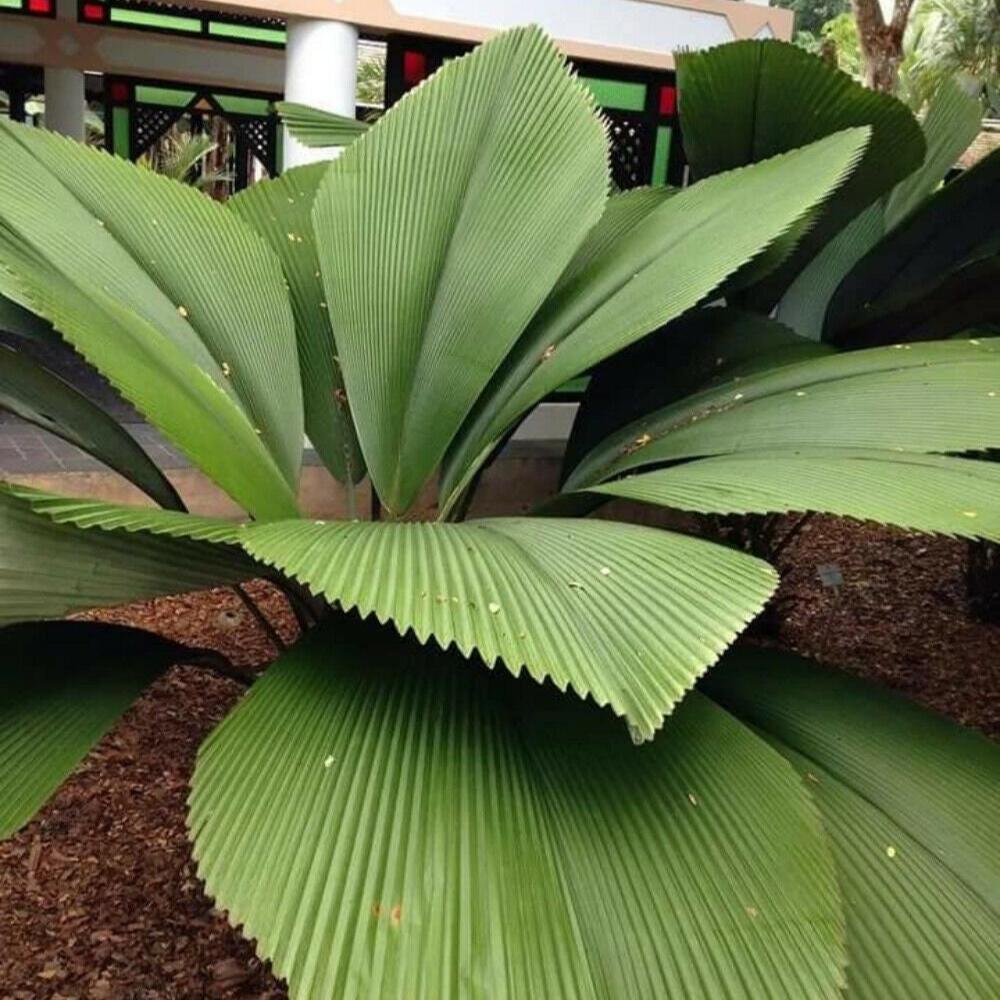 Johannesteijsmannia altifrons - Diamond Joey - 15 - 25 cm Pflanze