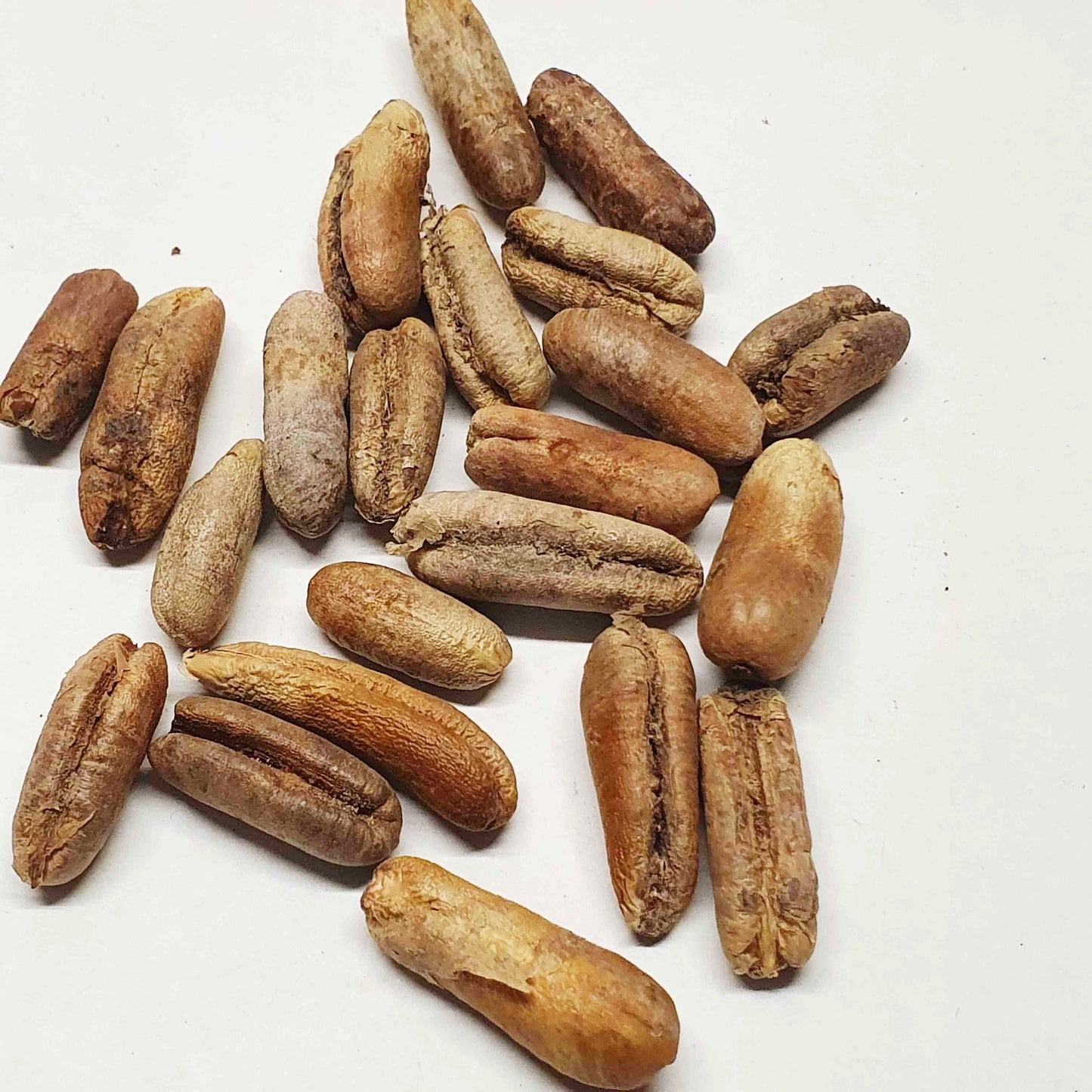 Phoenix dactylifera-seeds