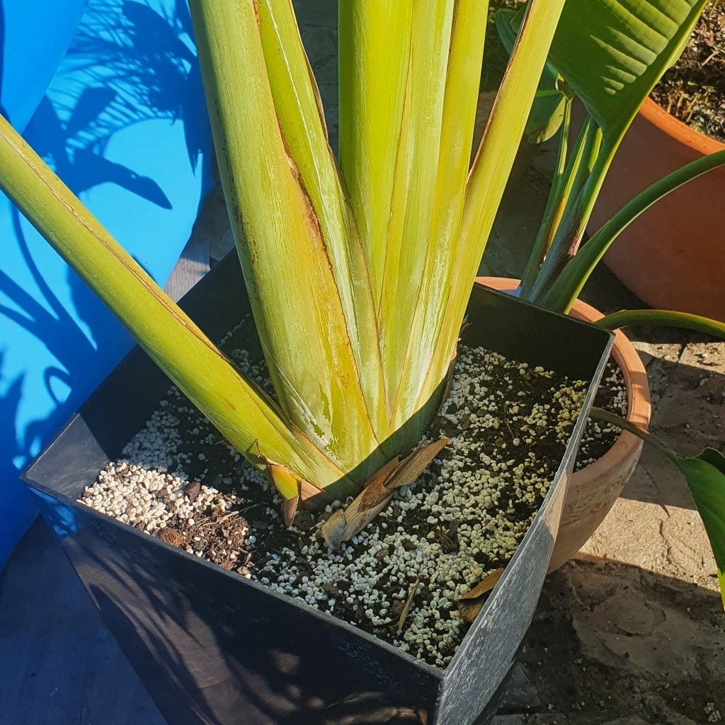 Ravenala madagascariensis - Reisende Palme - 10 Samen